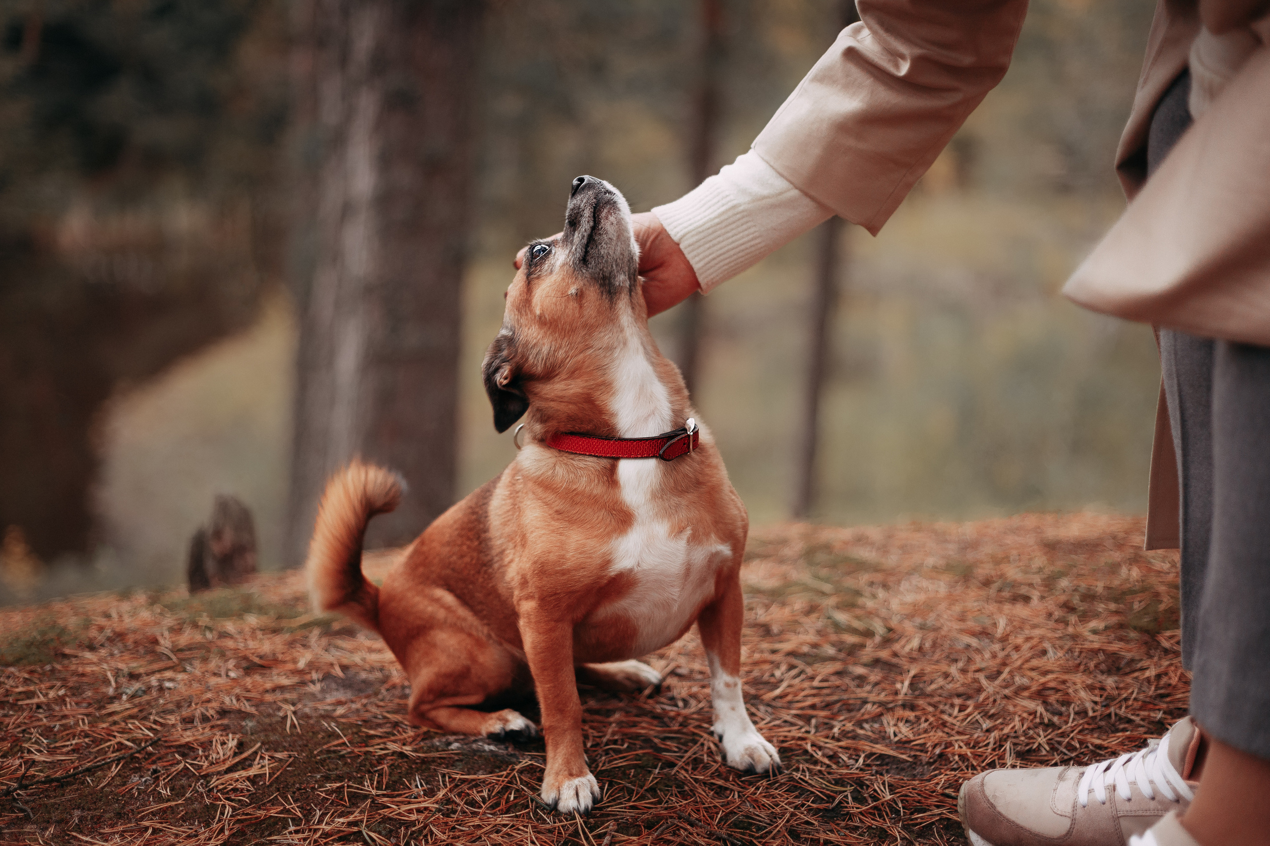 Осенний лес в Сосновом Бору. Фотограф-анималист Наталия Чистюхина в г. Сосновый Бор и ЛО