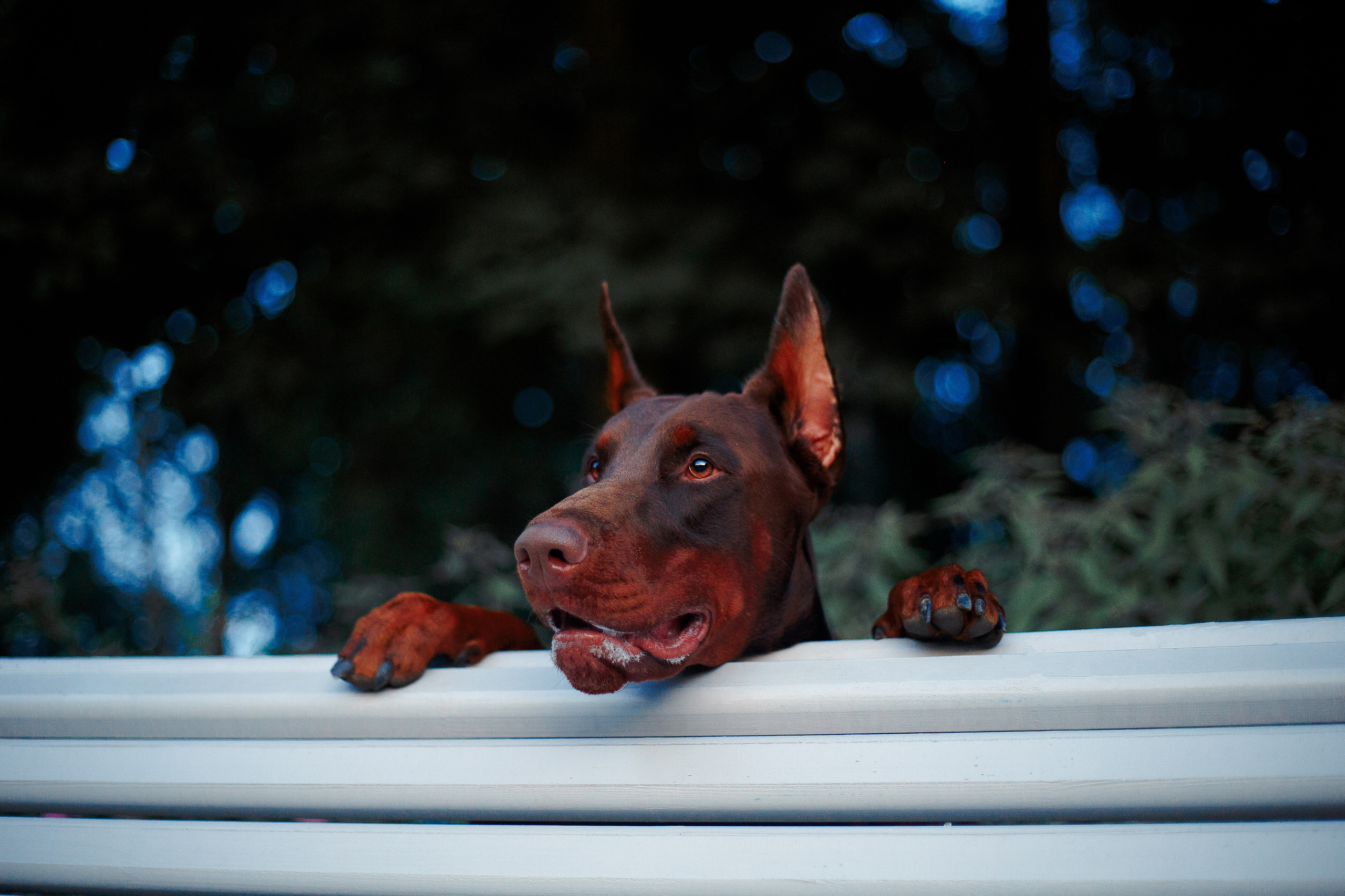 Атлас на Крестовском острове. Фотограф-анималист Наталия Чистюхина в г. Сосновый Бор и ЛО