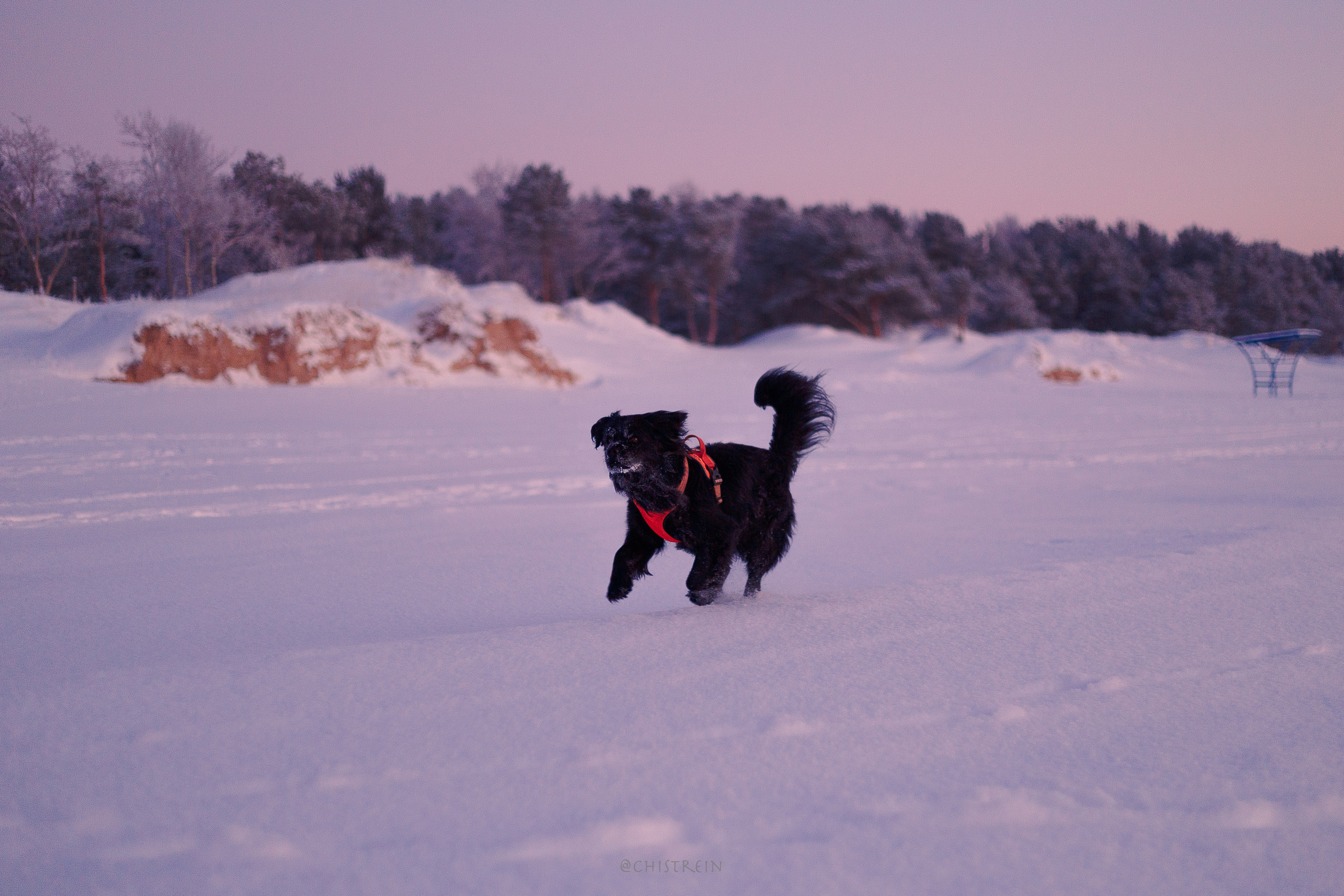 Модя. Закат на Финском заливе. Фотограф-анималист Наталия Чистюхина в г. Сосновый Бор и ЛО
