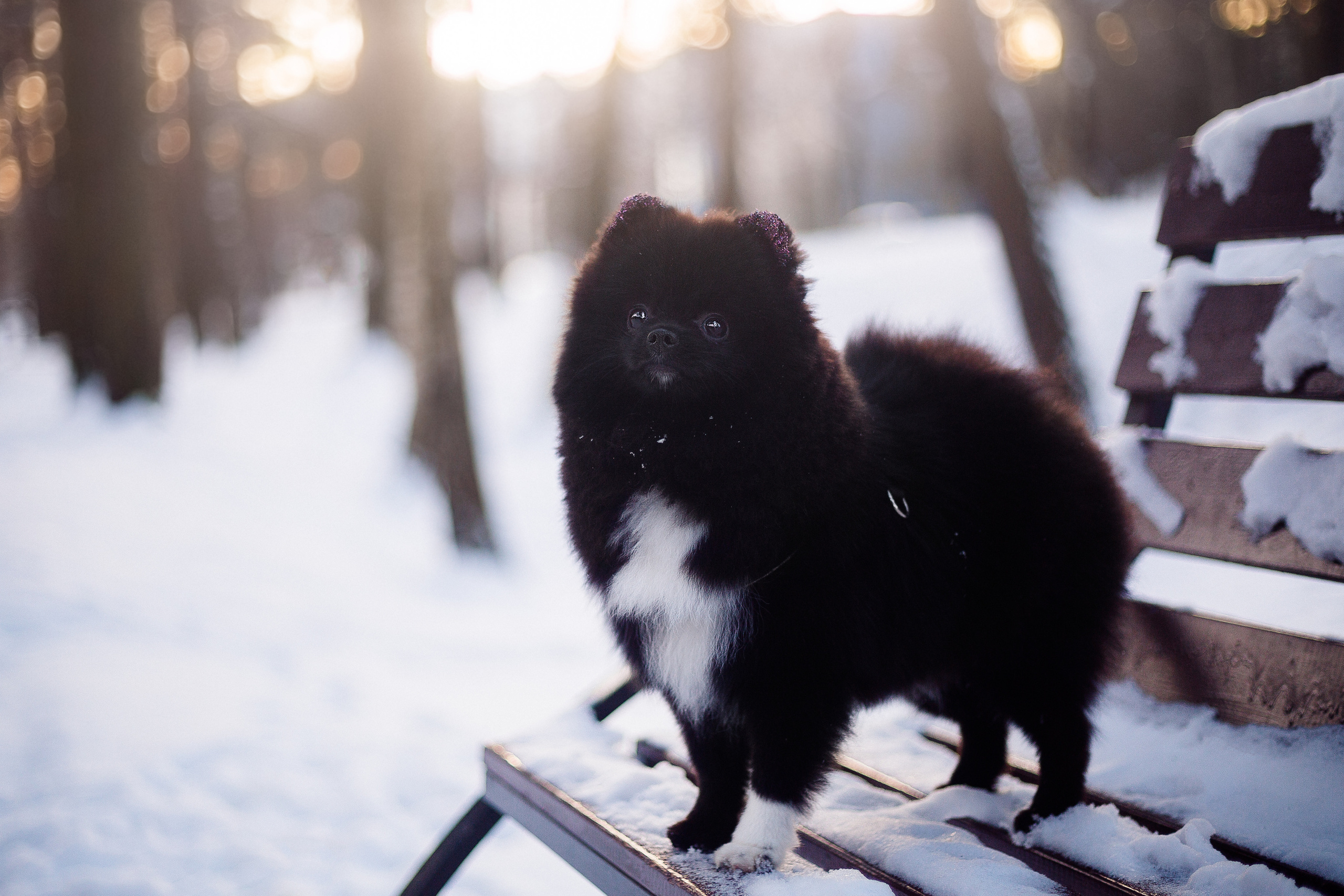 Шпиц Моника. Фотограф-анималист Наталия Чистюхина в г. Сосновый Бор и ЛО