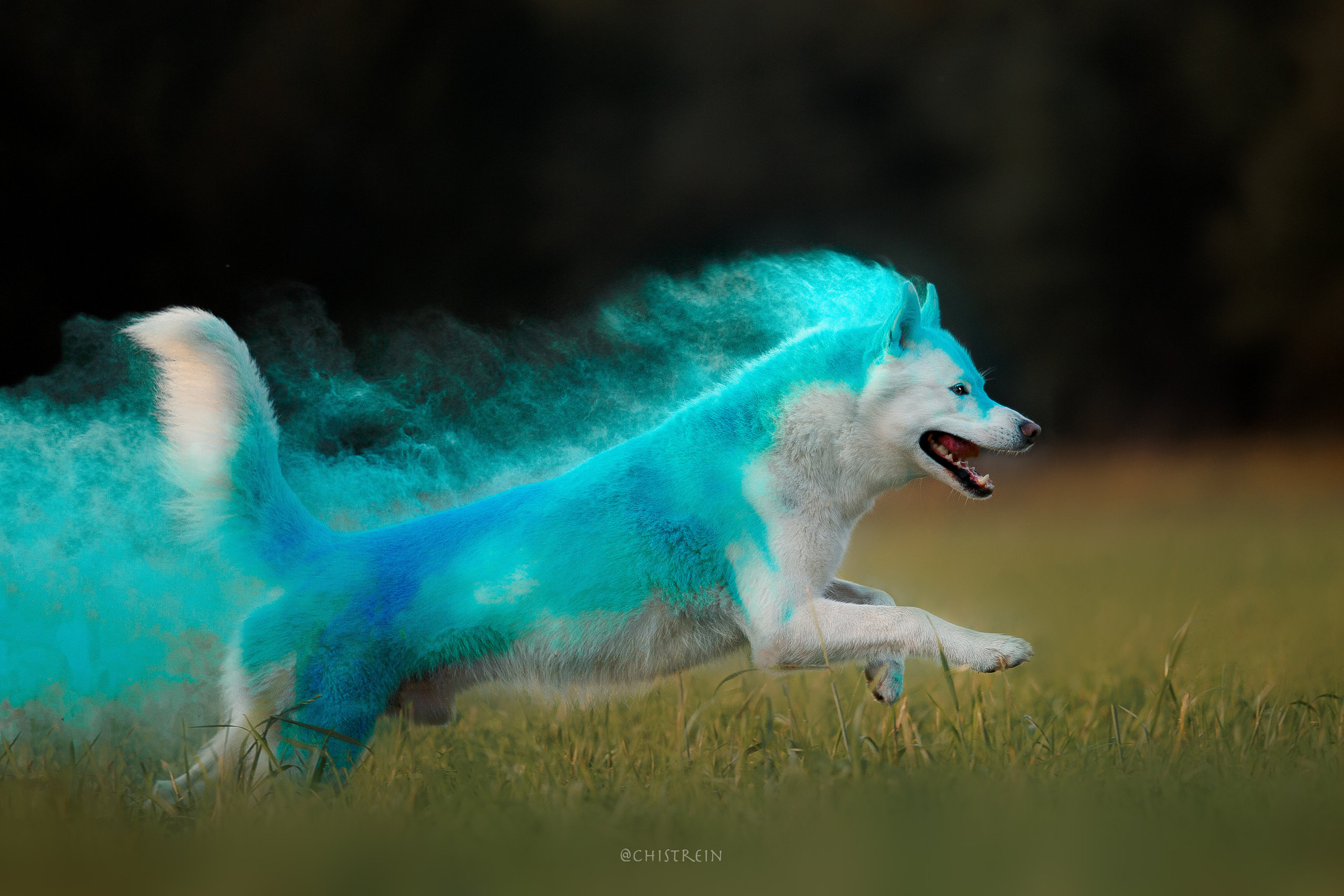 Хаски Гару и холи. Фотограф-анималист Наталия Чистюхина в г. Сосновый Бор и ЛО