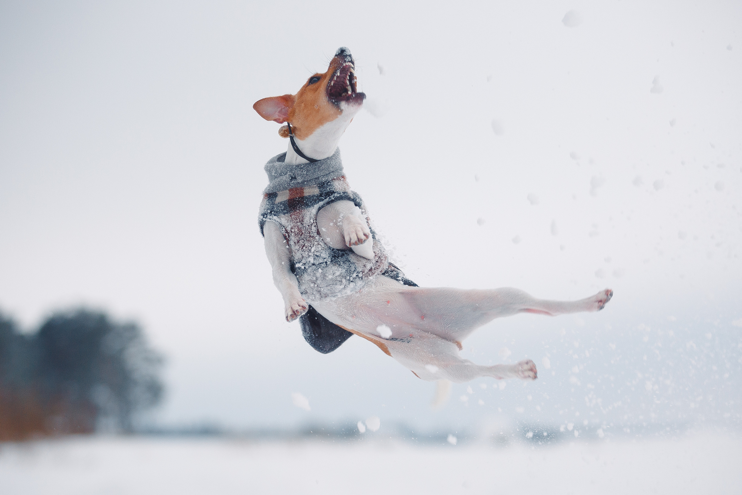 Дана, Варя, Анфиса и Миша в Ручьях. Фотограф-анималист Наталия Чистюхина в г. Сосновый Бор и ЛО