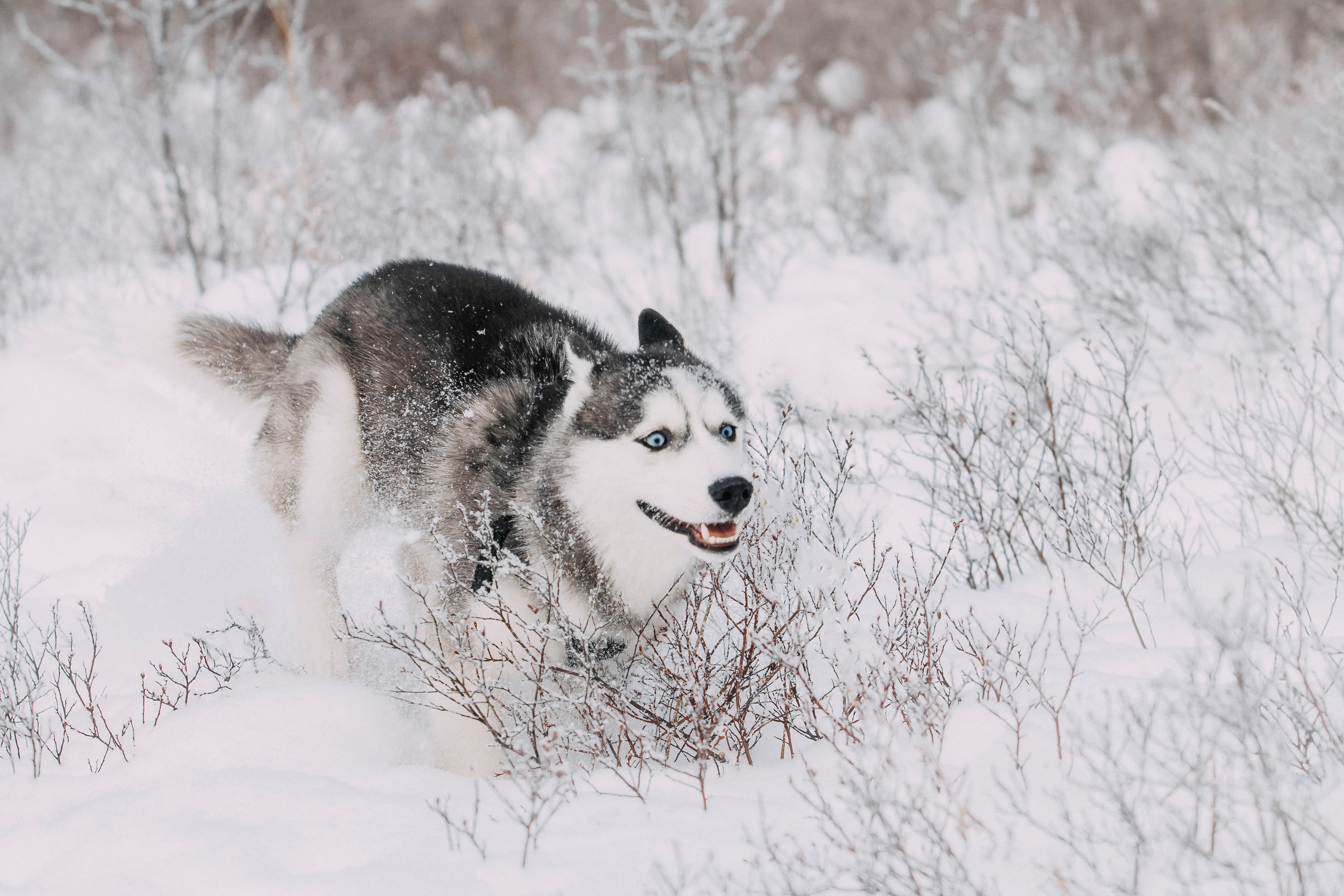 Щенок хаски Плуто. Фотограф-анималист Наталия Чистюхина в г. Сосновый Бор и ЛО