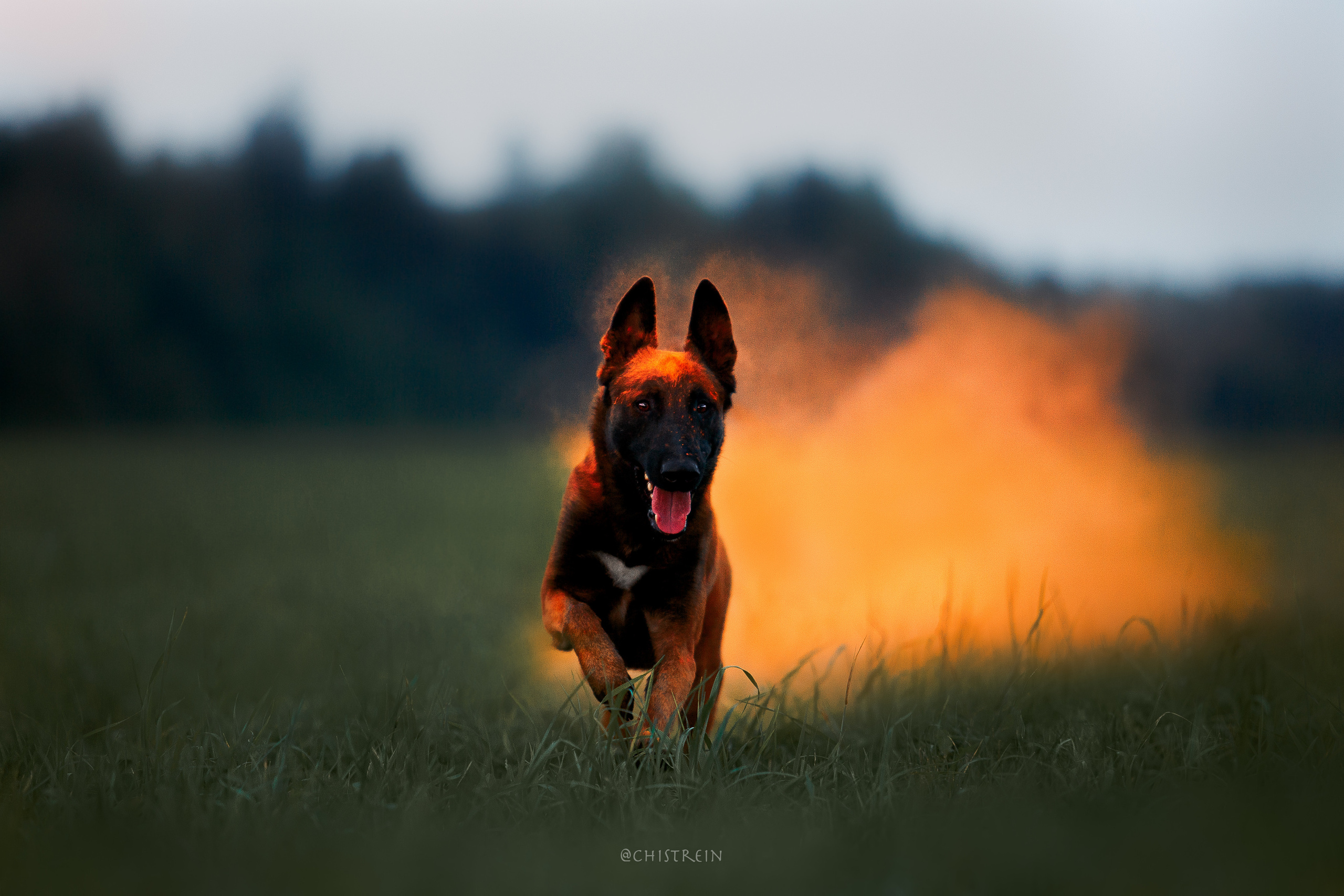 Краски холи. Малинуа Раш. Фотограф-анималист Наталия Чистюхина в г. Сосновый Бор и ЛО