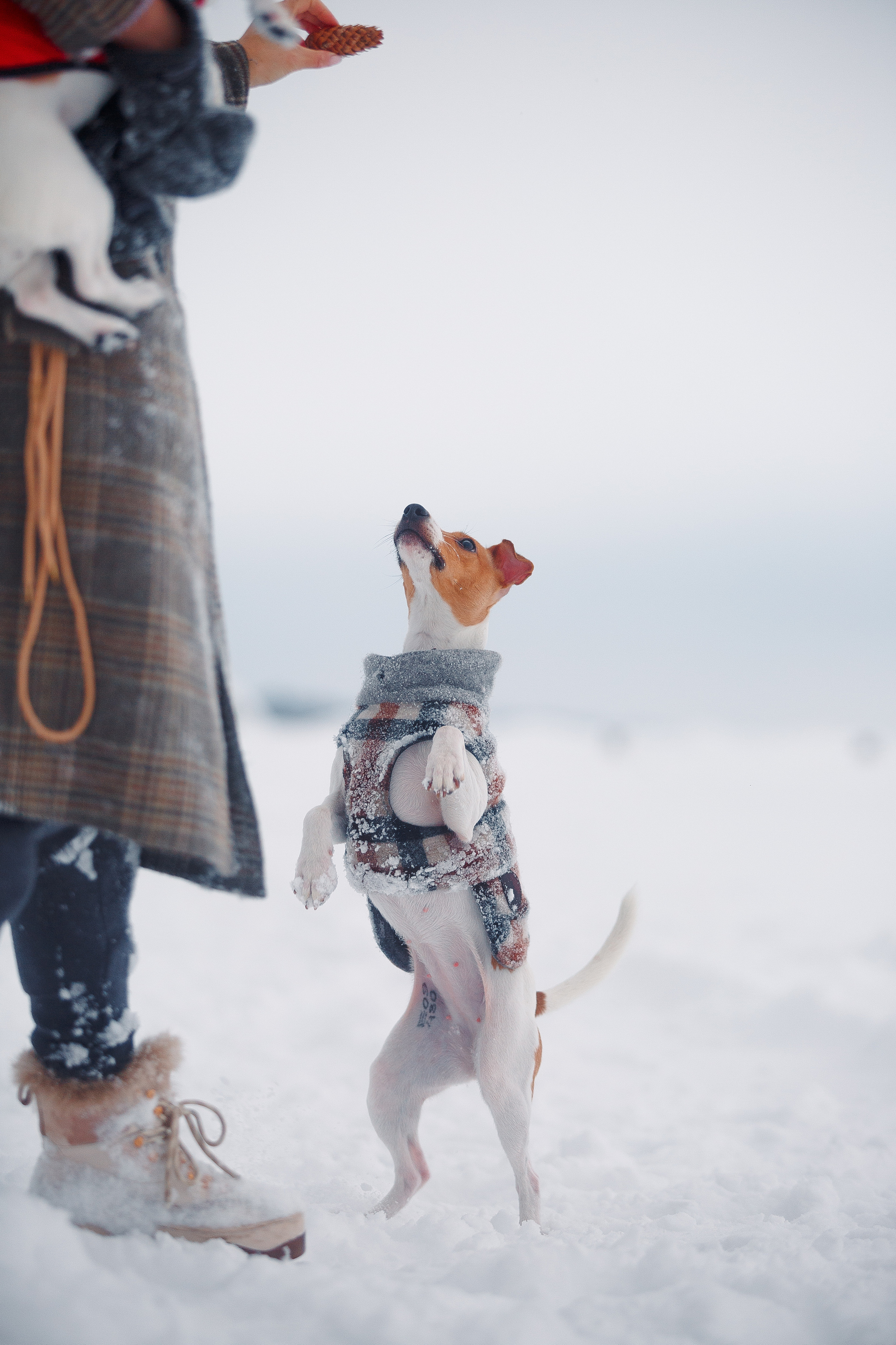 Дана, Варя, Анфиса и Миша в Ручьях. Фотограф-анималист Наталия Чистюхина в г. Сосновый Бор и ЛО