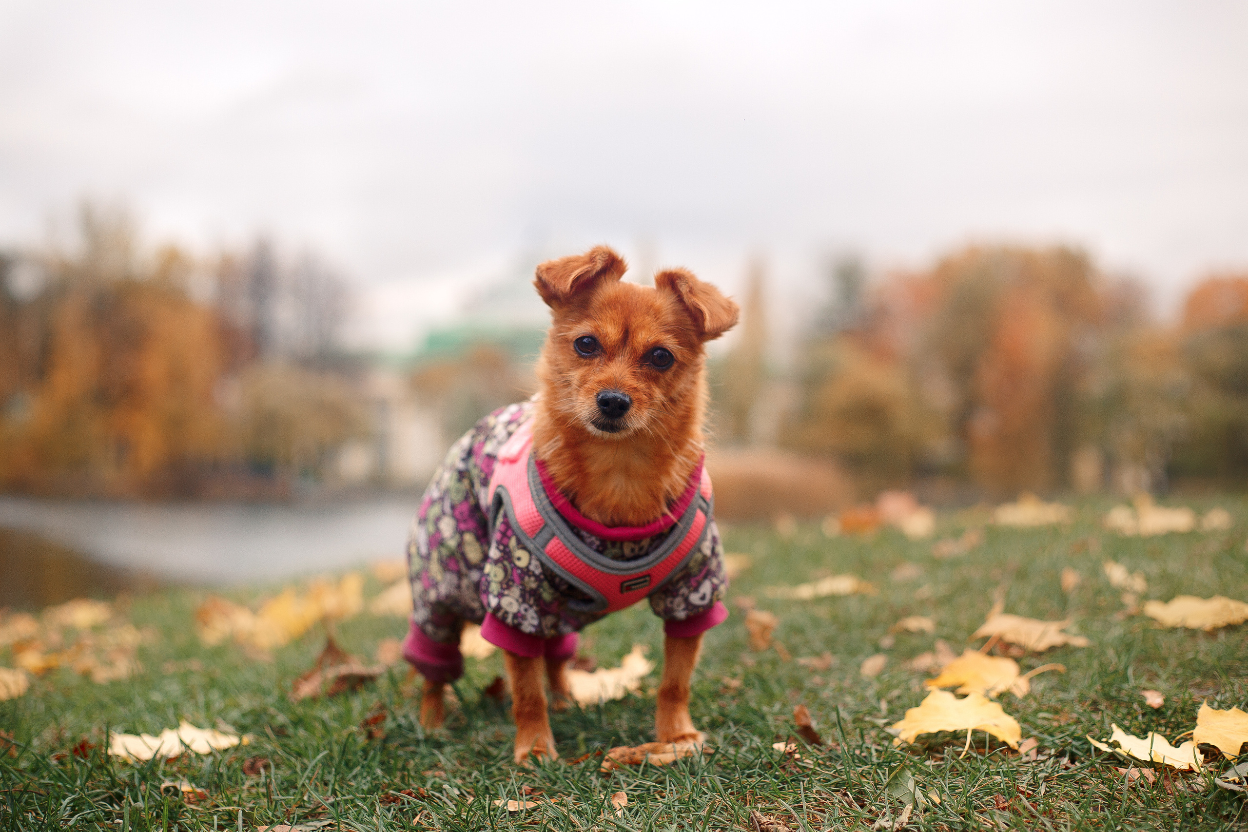 Таврический сад осенью. Фотограф-анималист Наталия Чистюхина в г. Сосновый Бор и ЛО