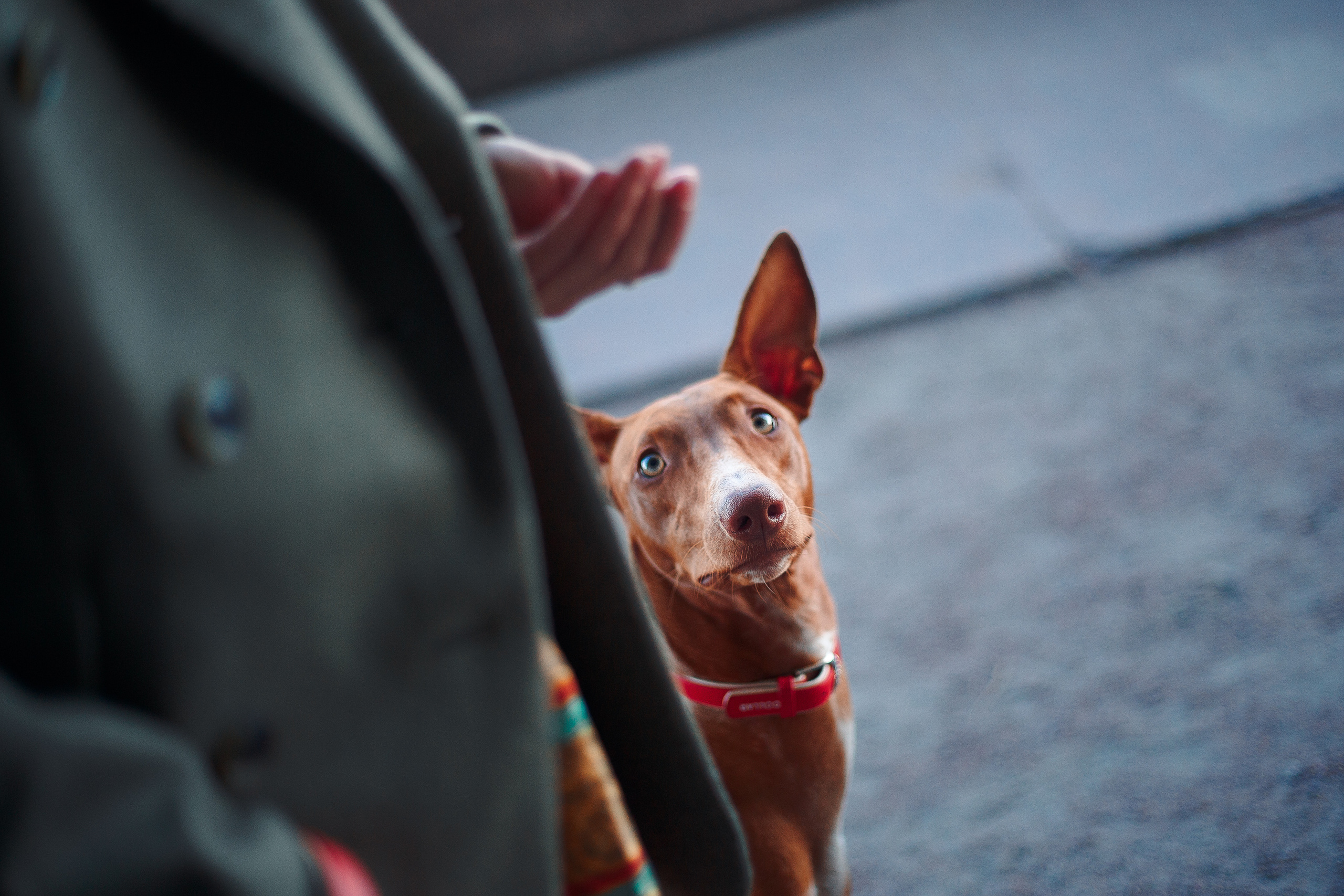 Оля и Шила в центре. Фотограф-анималист Наталия Чистюхина в г. Сосновый Бор и ЛО