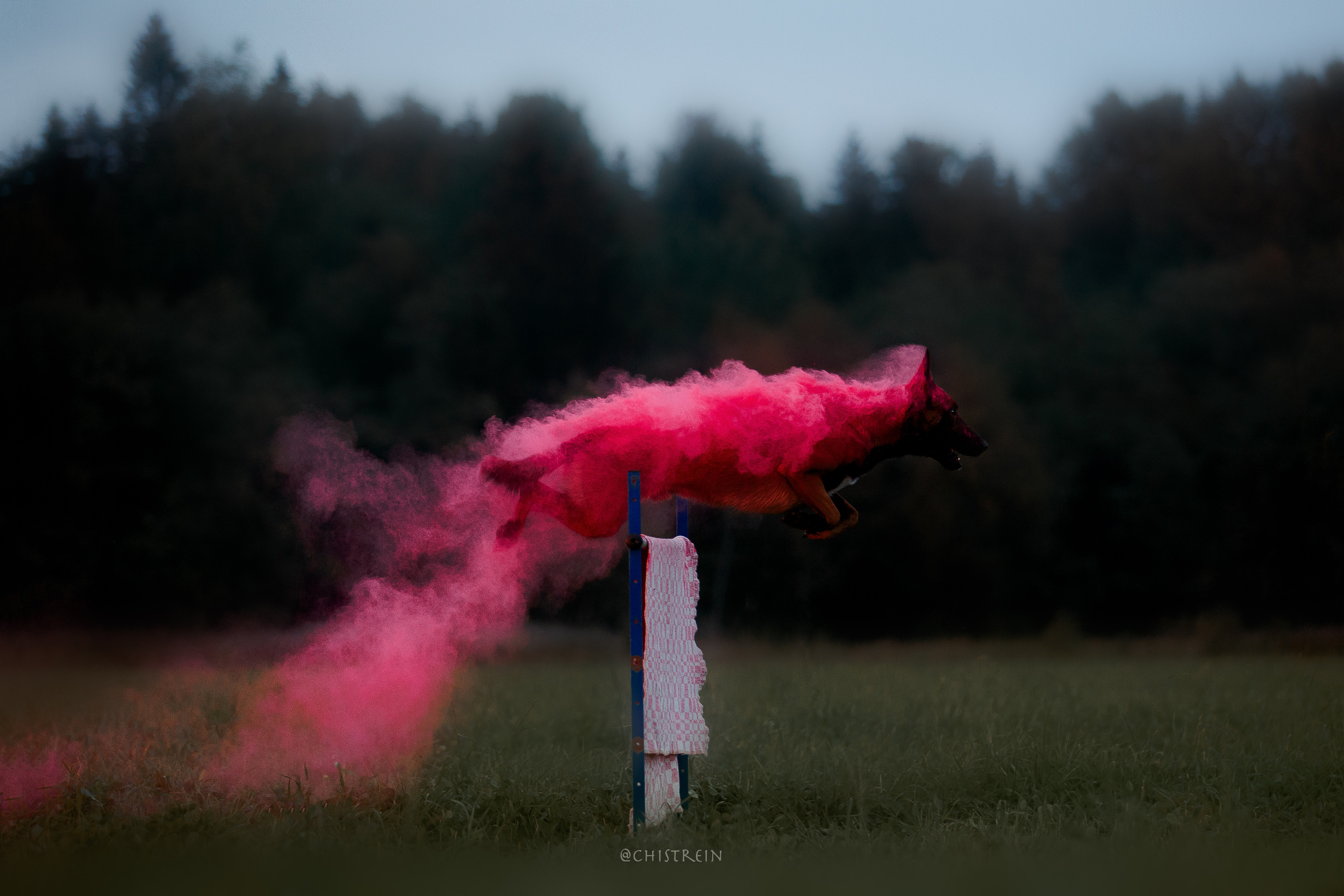 Краски холи. Малинуа Раш. Фотограф-анималист Наталия Чистюхина в г. Сосновый Бор и ЛО