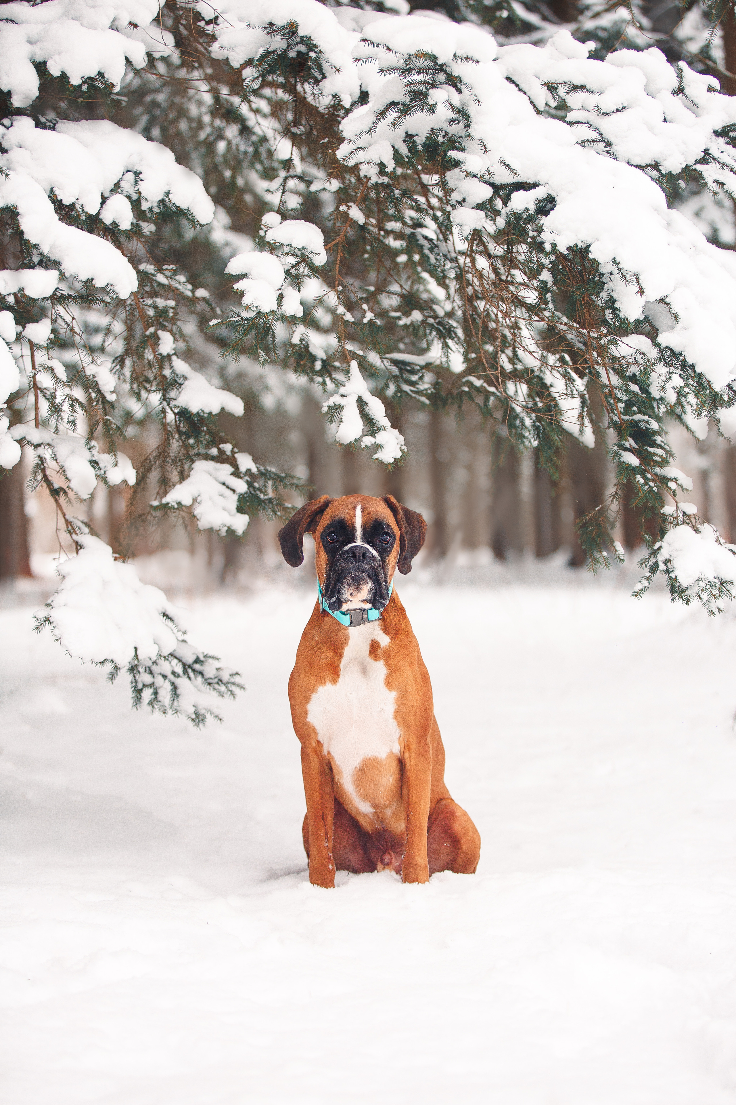 Алина, Саша и боксер Златан. Фотограф-анималист Наталия Чистюхина в г. Сосновый Бор и ЛО