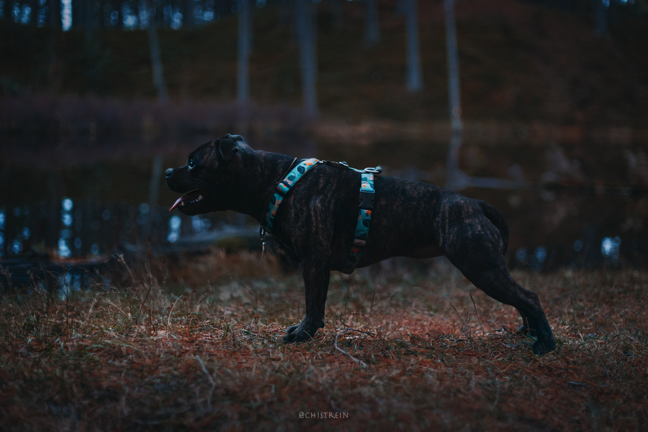 Стаффбуль Рубина. Фотограф-анималист Наталия Чистюхина в г. Сосновый Бор и ЛО