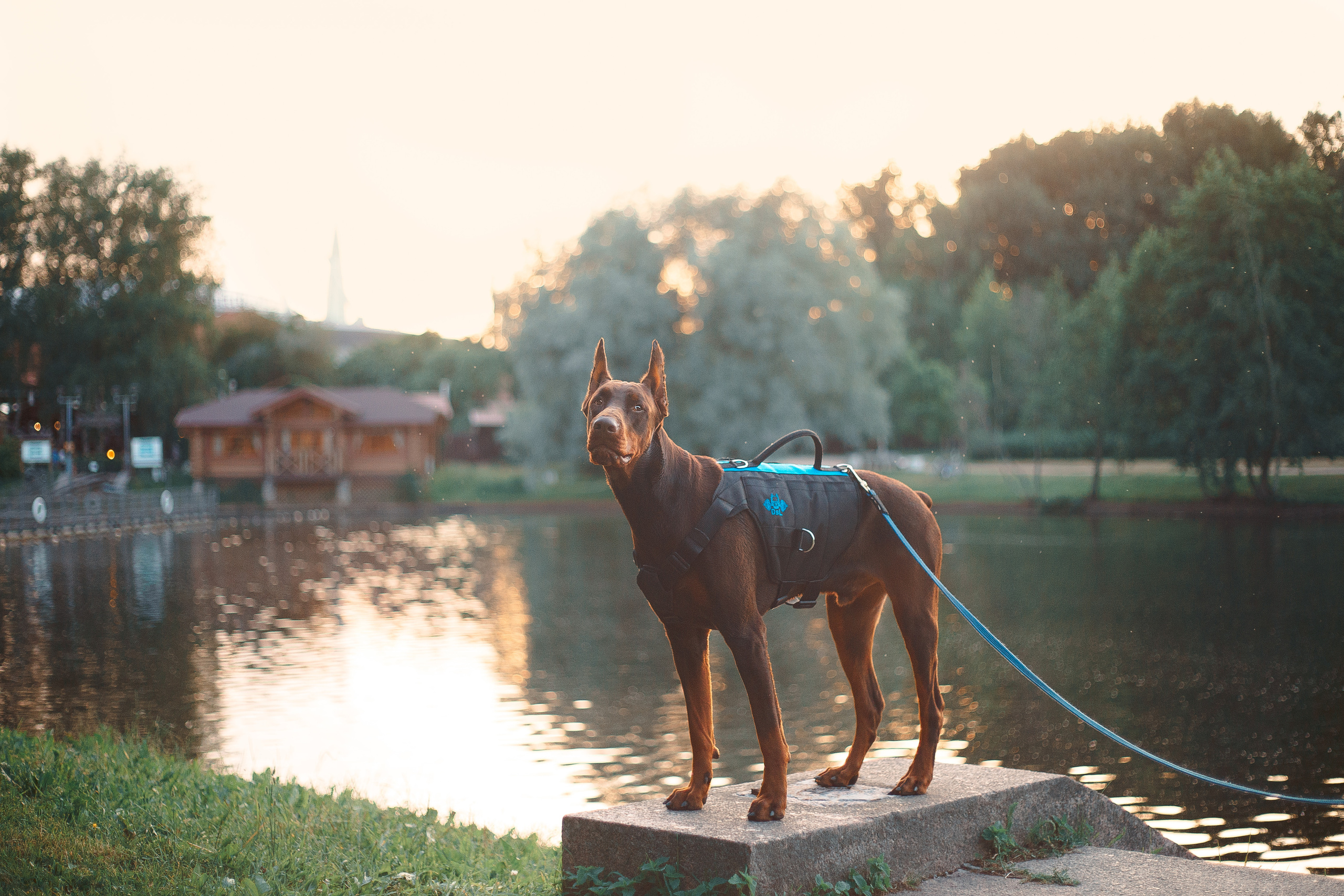 Атлас на Крестовском острове. Фотограф-анималист Наталия Чистюхина в г. Сосновый Бор и ЛО