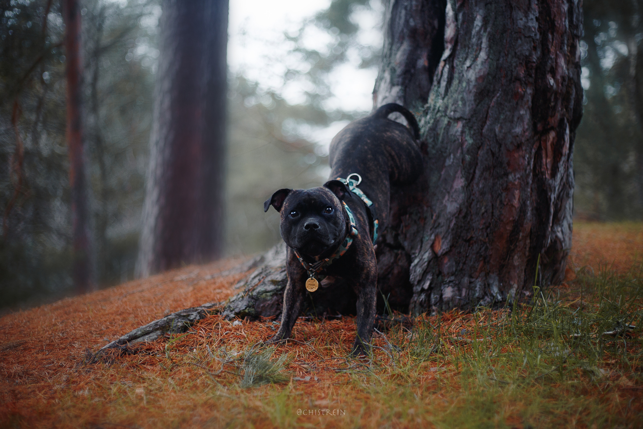 Стаффбуль Рубина. Фотограф-анималист Наталия Чистюхина в г. Сосновый Бор и ЛО