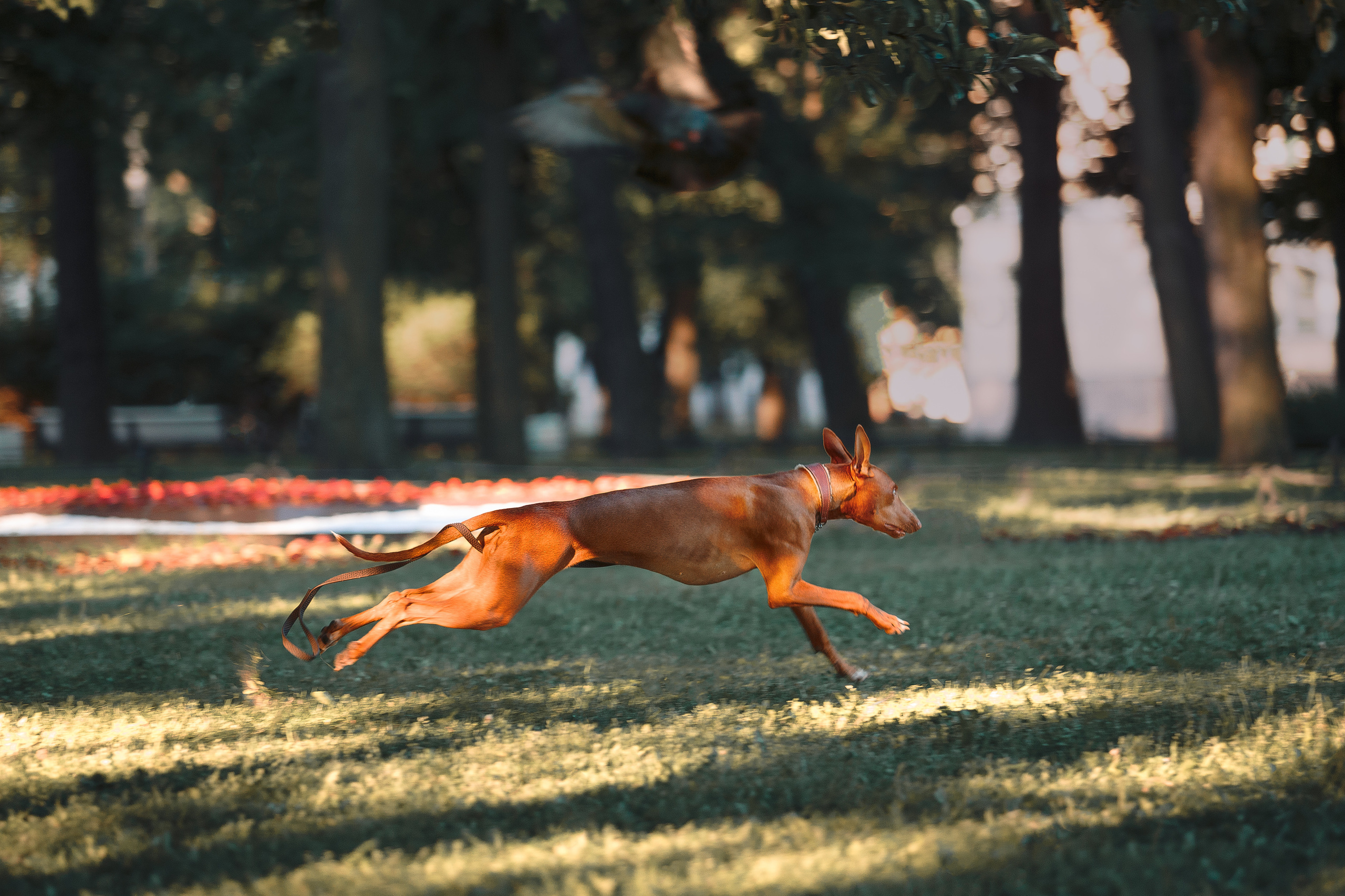 Оля и Шила в центре. Фотограф-анималист Наталия Чистюхина в г. Сосновый Бор и ЛО
