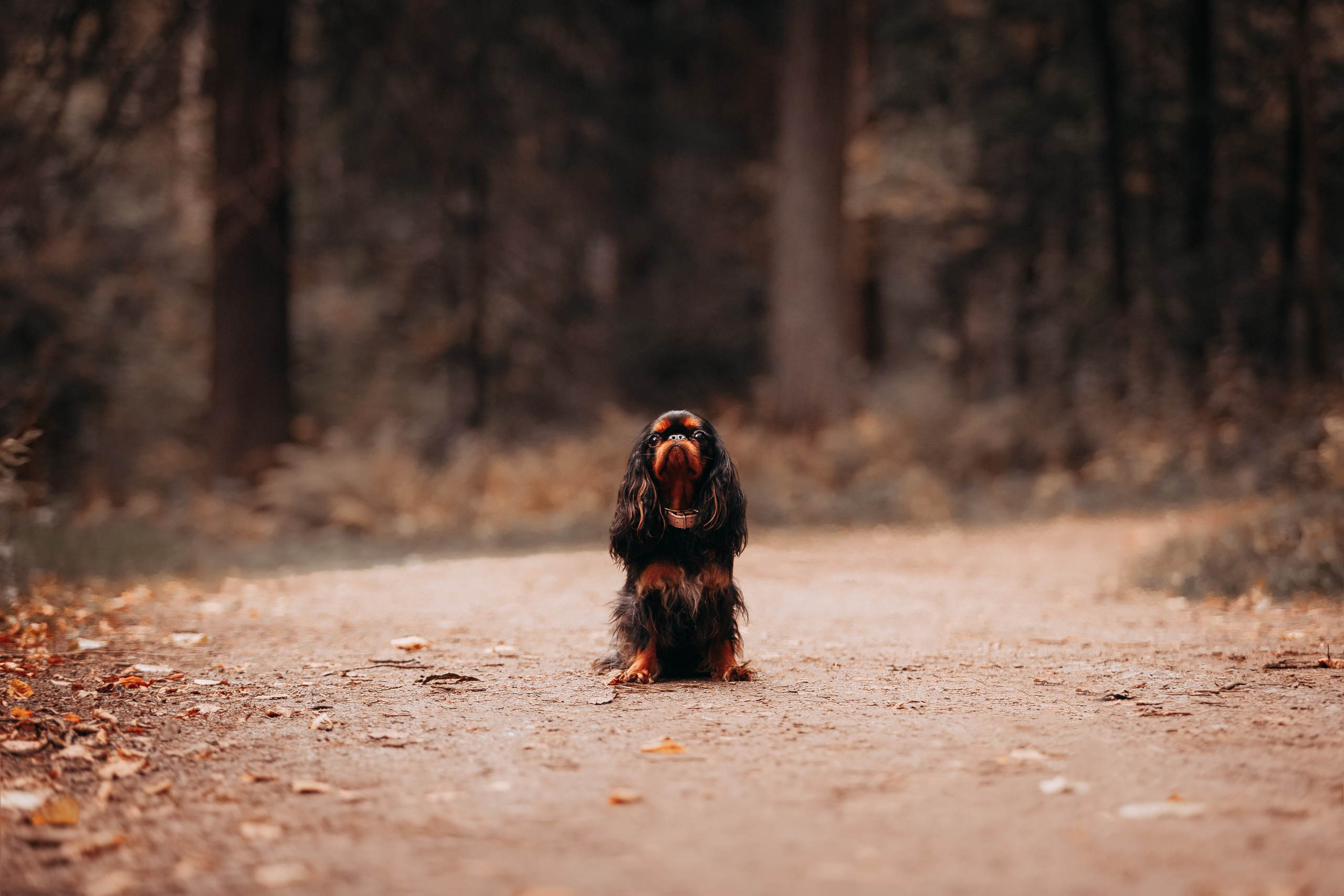 Шуваловский парк. Фотограф-анималист Наталия Чистюхина в г. Сосновый Бор и ЛО