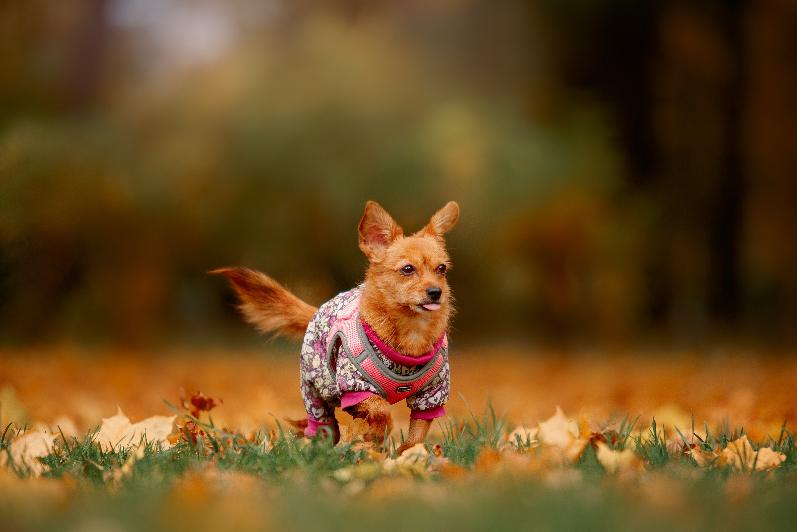 Таврический сад осенью. Фотограф-анималист Наталия Чистюхина в г. Сосновый Бор и ЛО