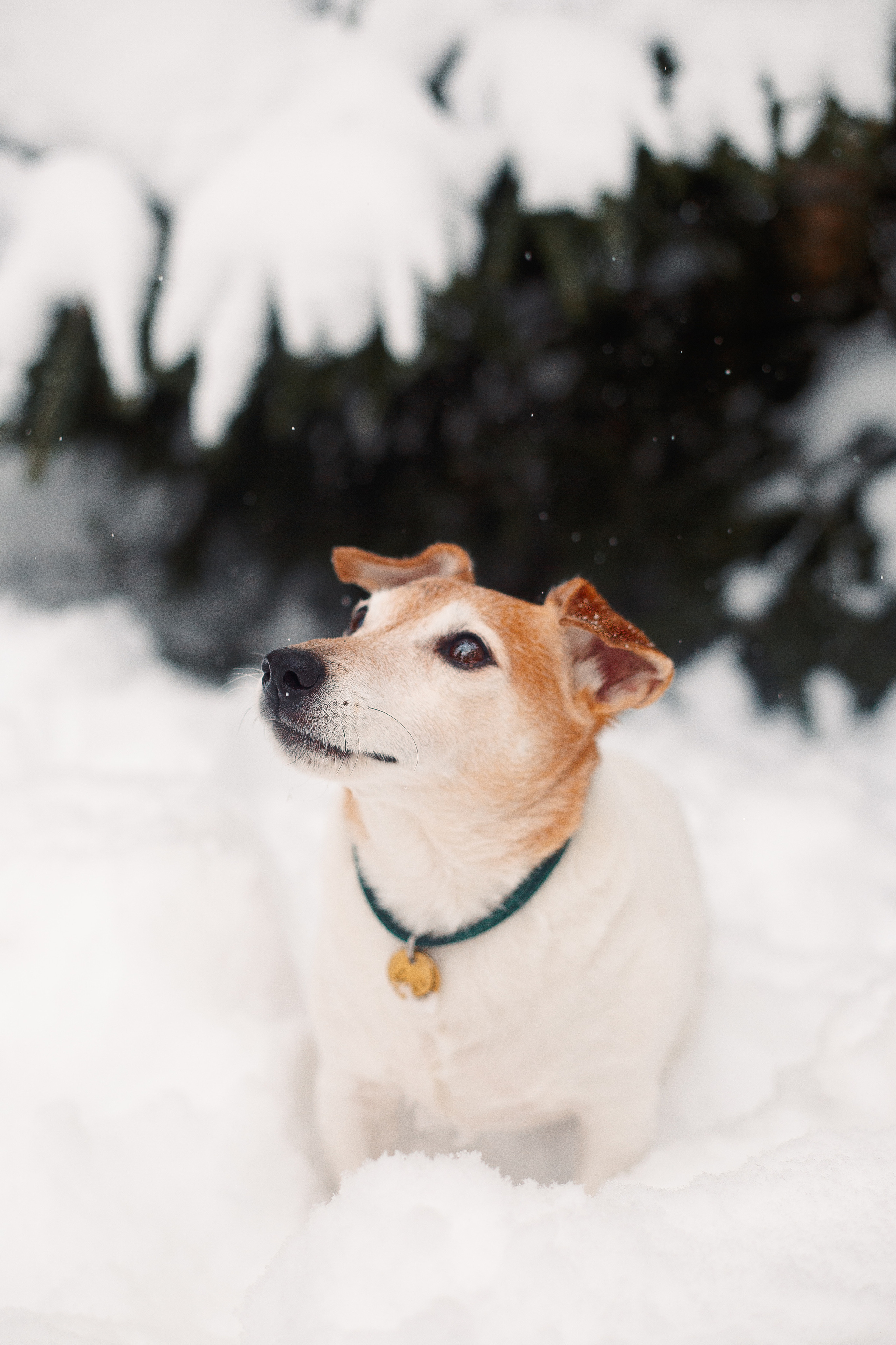 Дана, Варя, Анфиса и Миша в Ручьях. Фотограф-анималист Наталия Чистюхина в г. Сосновый Бор и ЛО