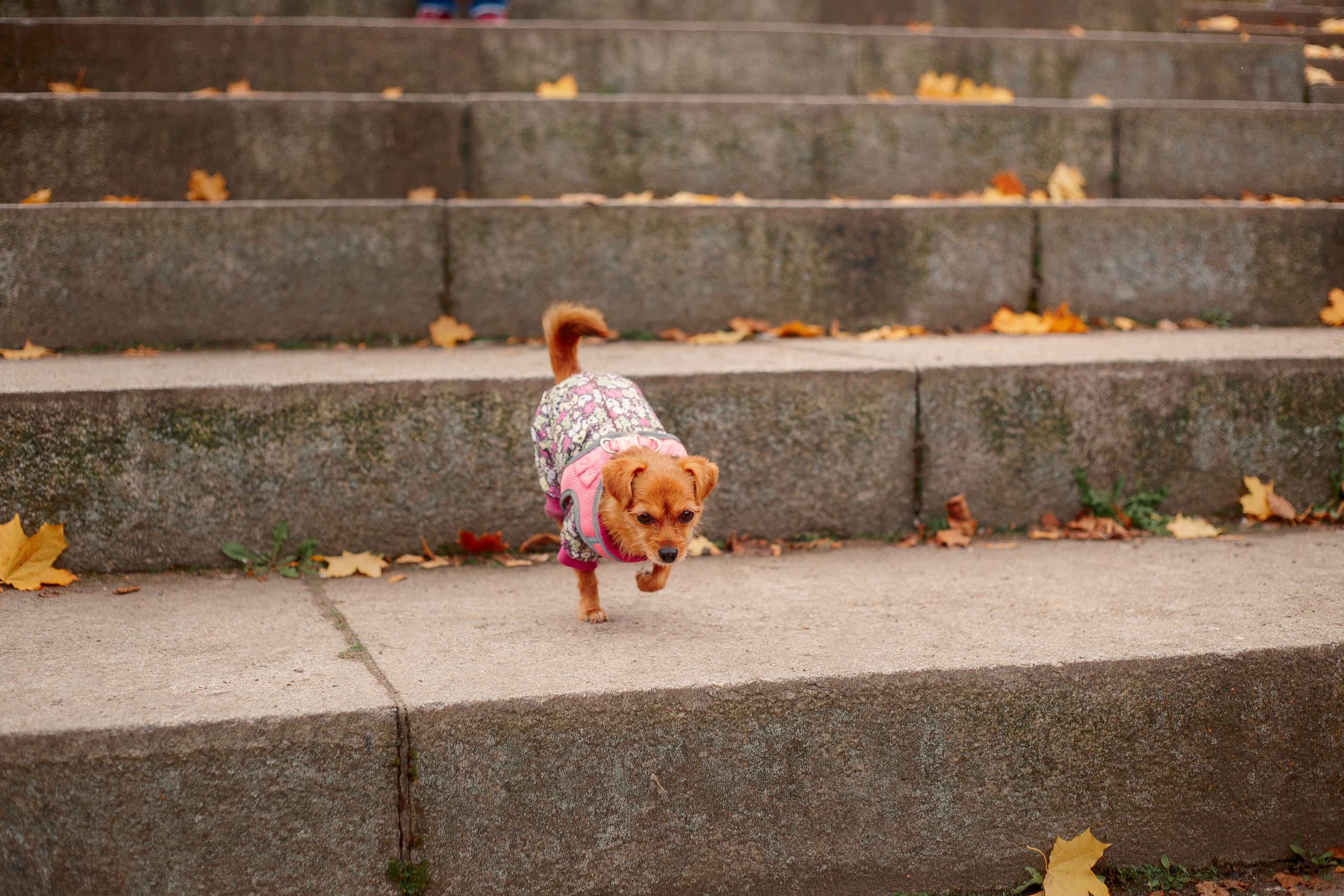Таврический сад осенью. Фотограф-анималист Наталия Чистюхина в г. Сосновый Бор и ЛО