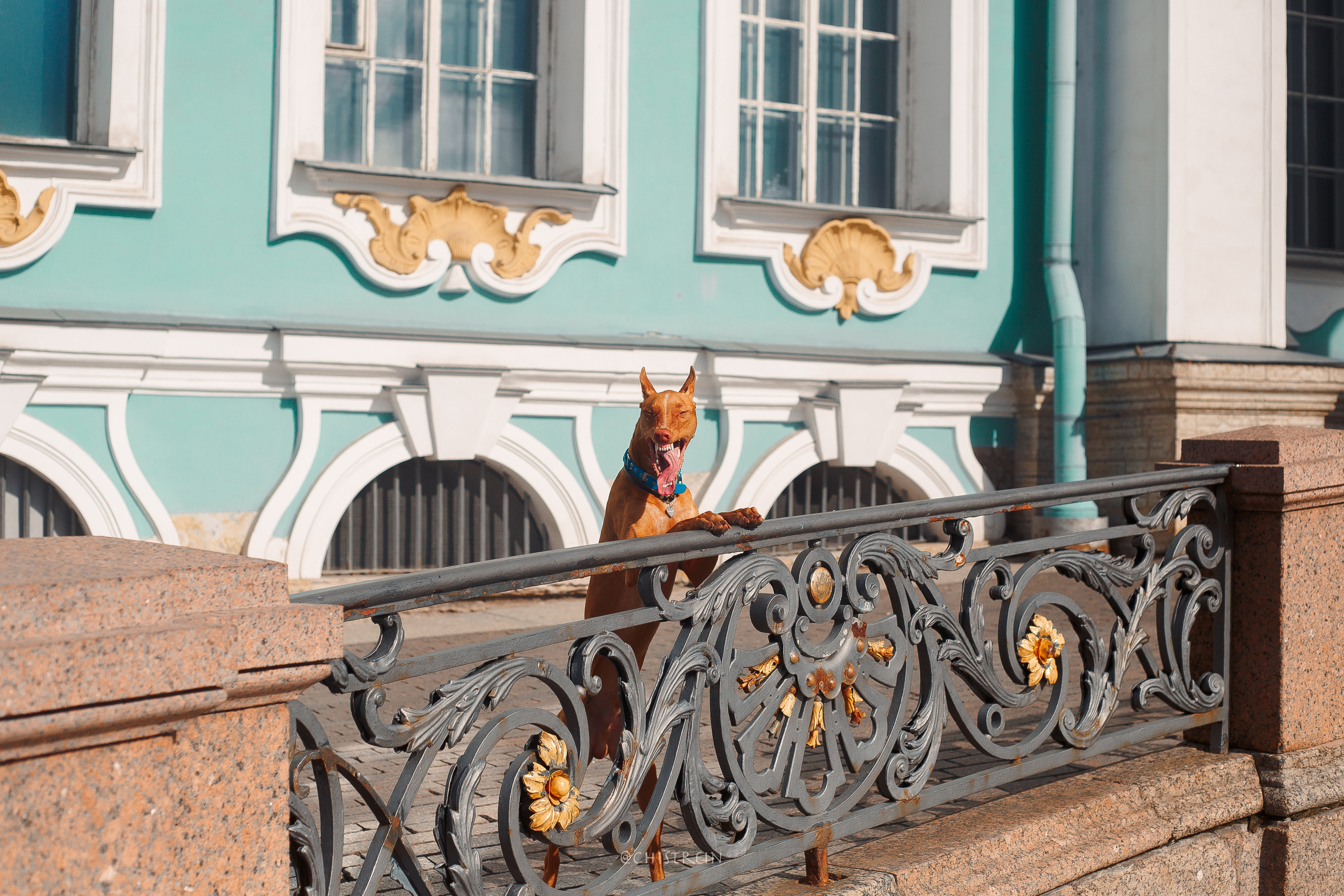 Арина и Гриффин в центре Питера. Фотограф-анималист Наталия Чистюхина в г. Сосновый Бор и ЛО