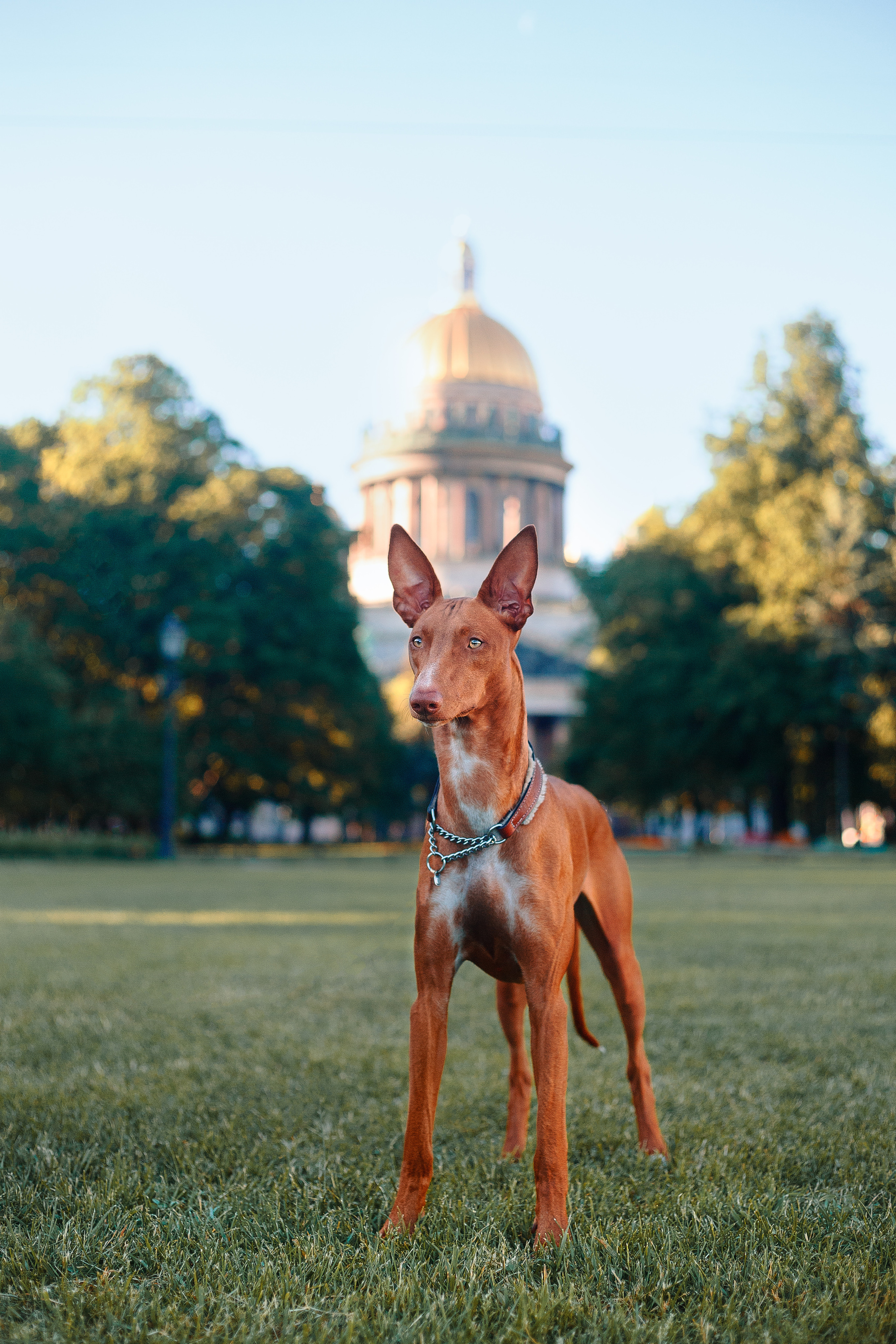 Оля и Шила в центре. Фотограф-анималист Наталия Чистюхина в г. Сосновый Бор и ЛО