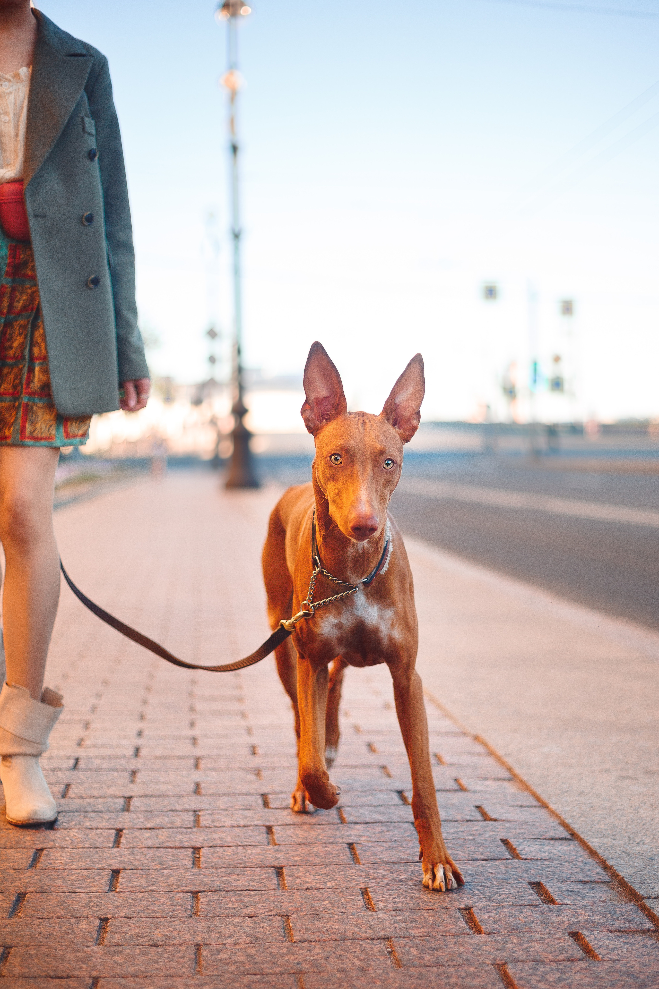 Оля и Шила в центре. Фотограф-анималист Наталия Чистюхина в г. Сосновый Бор и ЛО