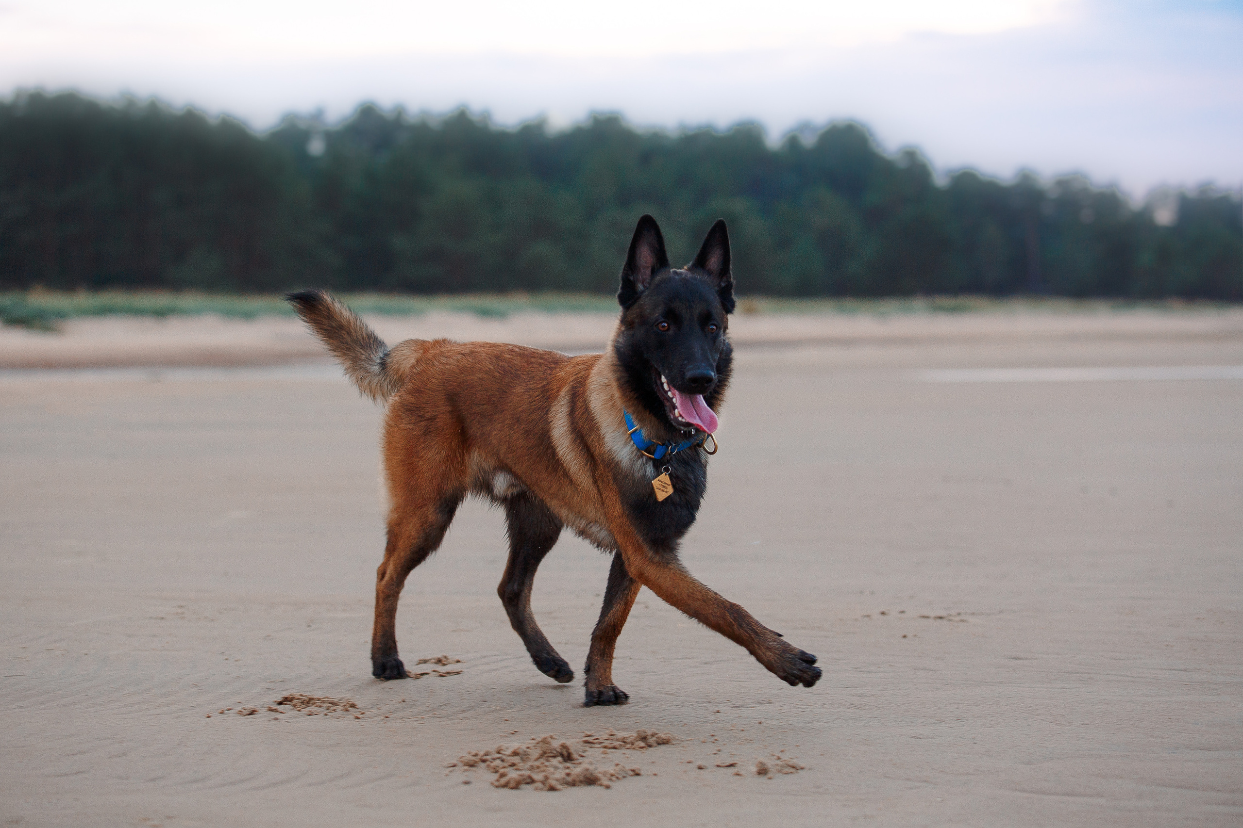 Закат на Финском заливе. Фотограф-анималист Наталия Чистюхина в г. Сосновый Бор и ЛО