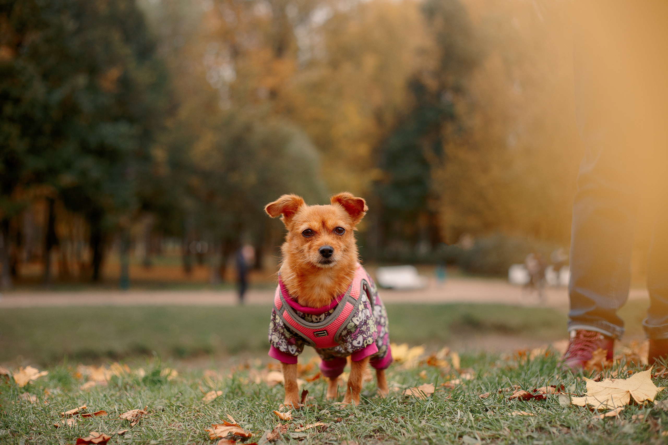 Таврический сад осенью. Фотограф-анималист Наталия Чистюхина в г. Сосновый Бор и ЛО