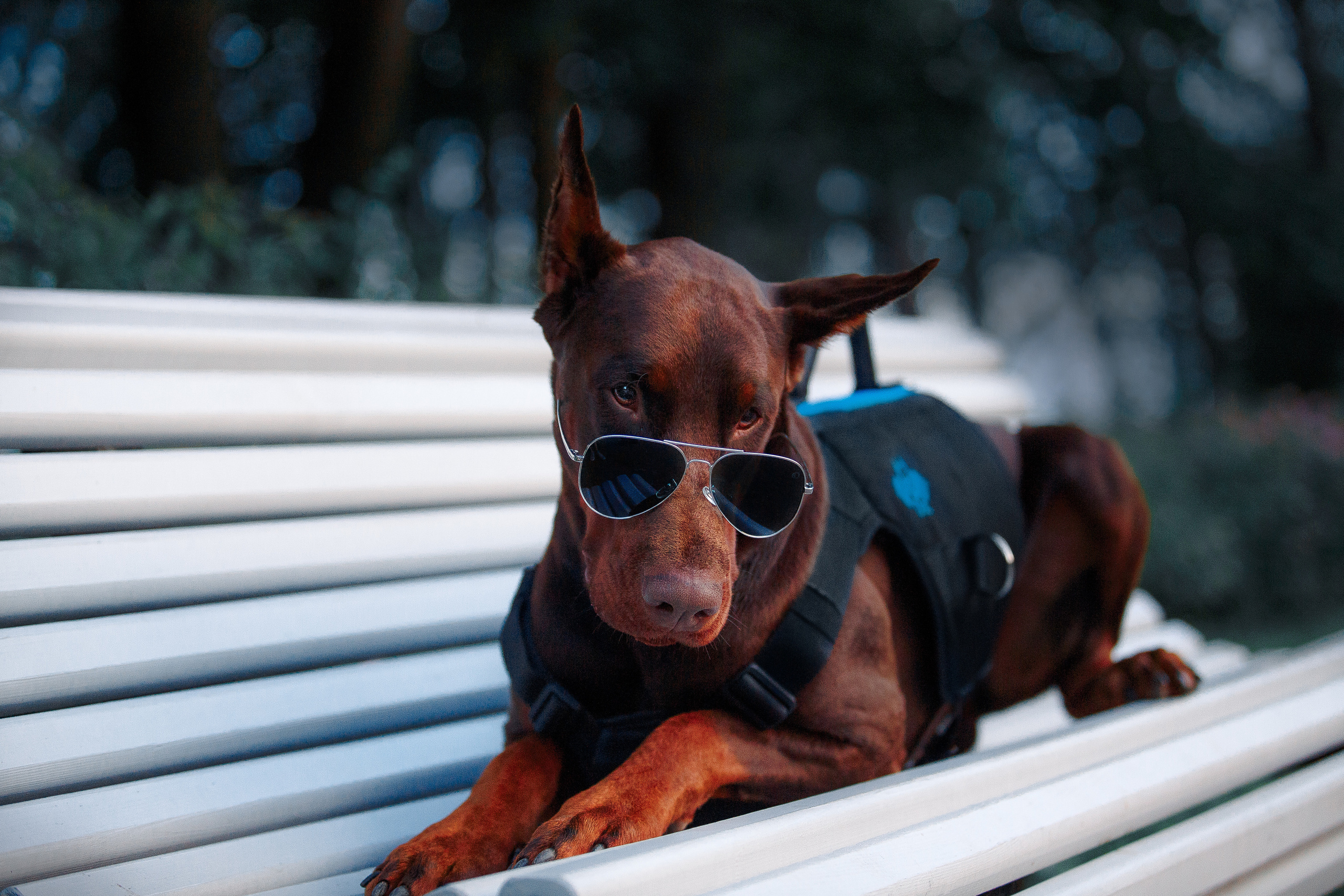 Атлас на Крестовском острове. Фотограф-анималист Наталия Чистюхина в г. Сосновый Бор и ЛО