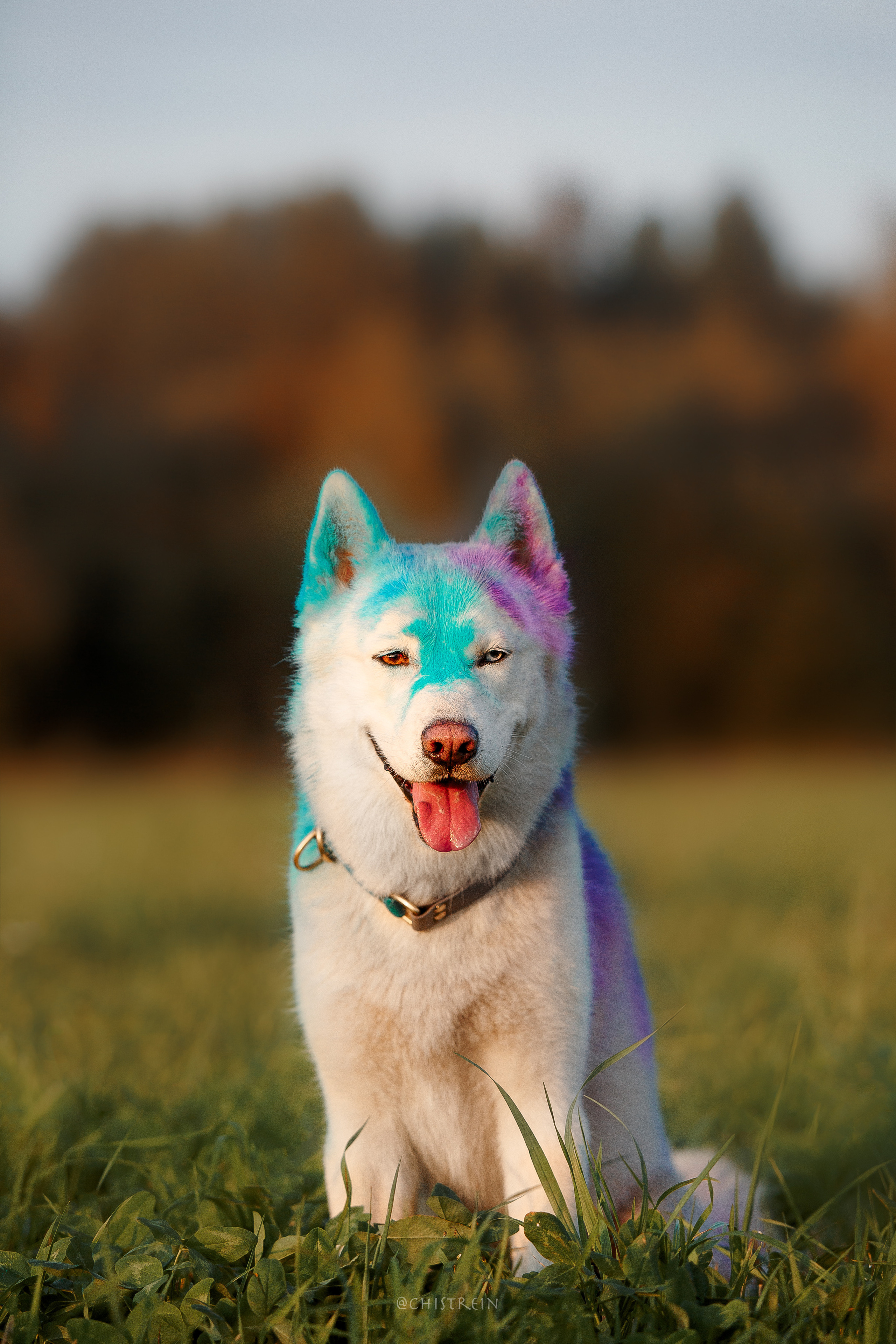 Хаски Гару и холи. Фотограф-анималист Наталия Чистюхина в г. Сосновый Бор и ЛО