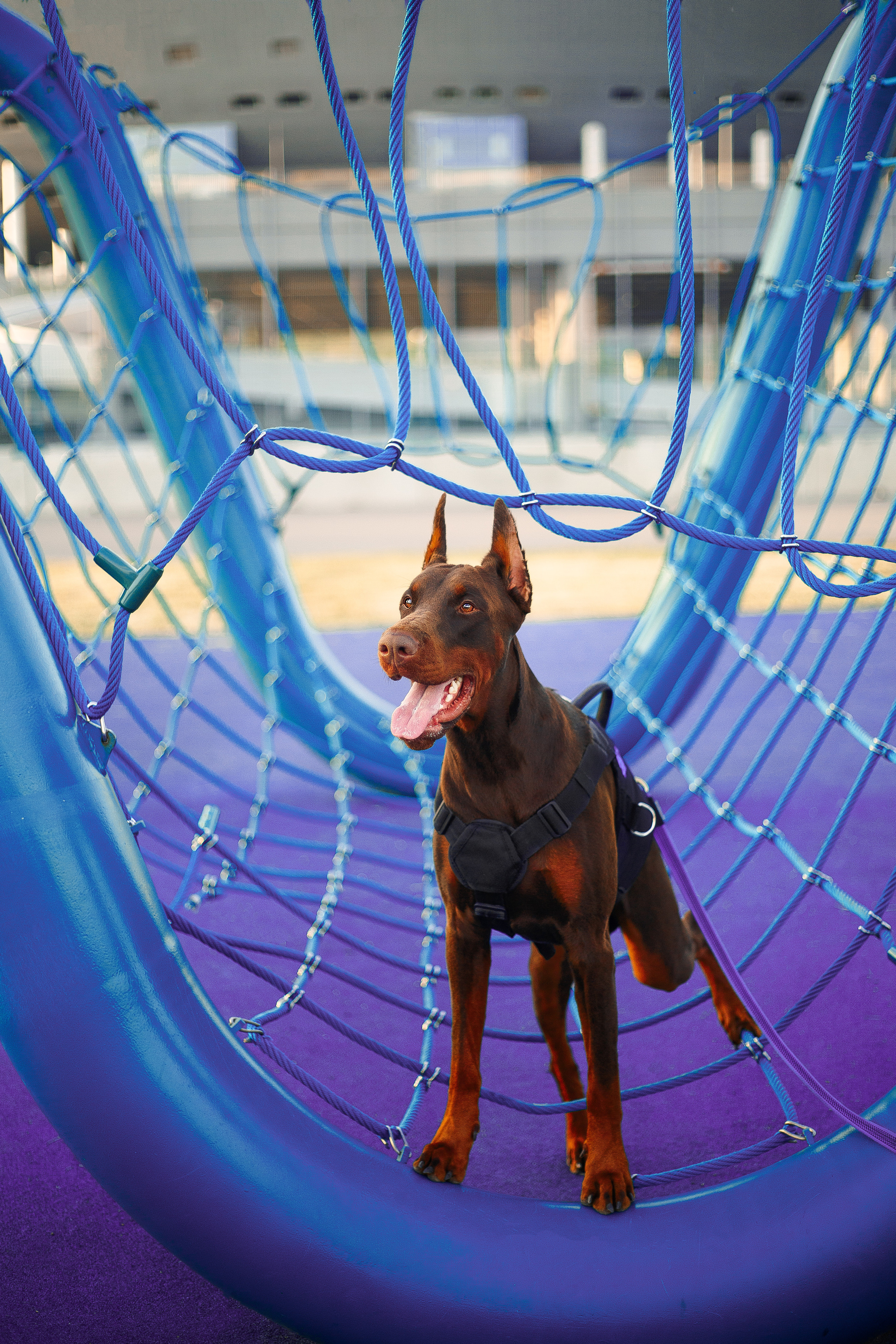 Атлас на Крестовском острове. Фотограф-анималист Наталия Чистюхина в г. Сосновый Бор и ЛО