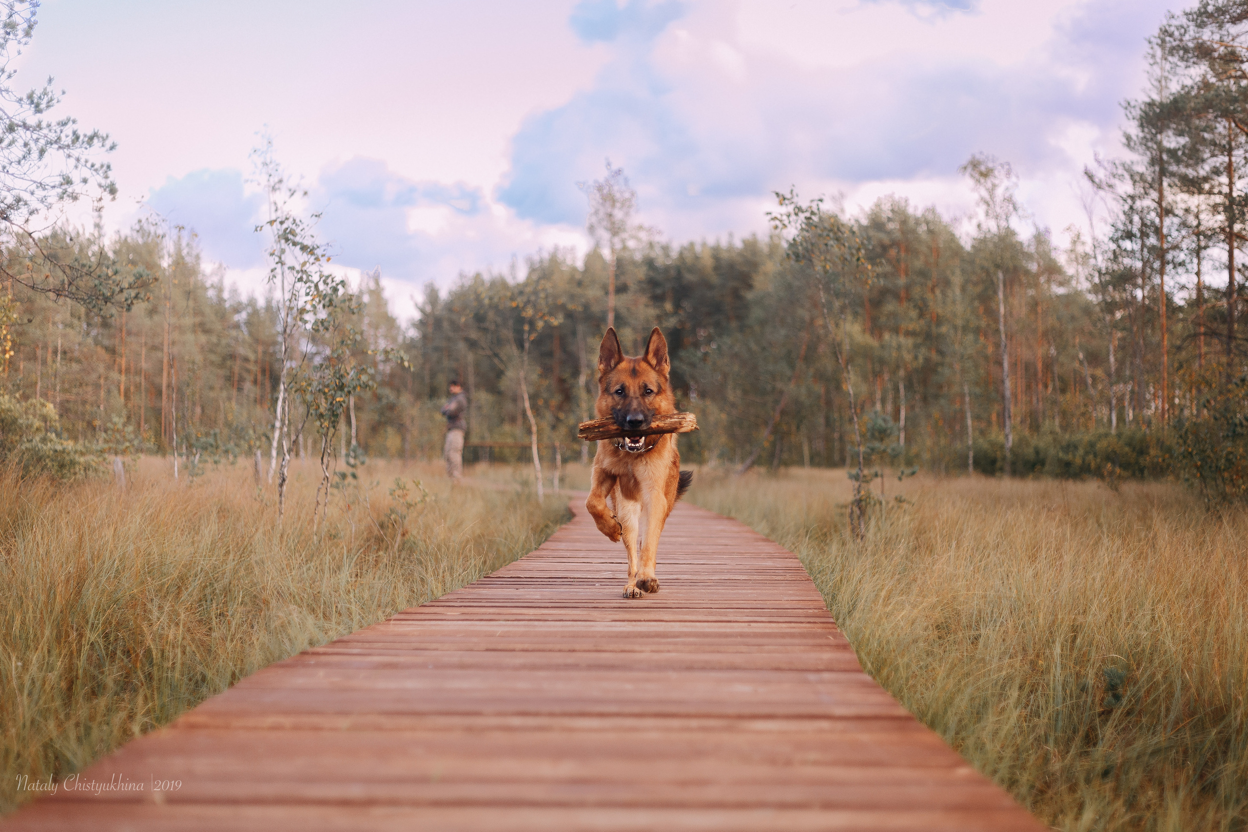 Эко-тропа Сестрорецкое болото. Фотограф-анималист Наталия Чистюхина в г. Сосновый Бор и ЛО