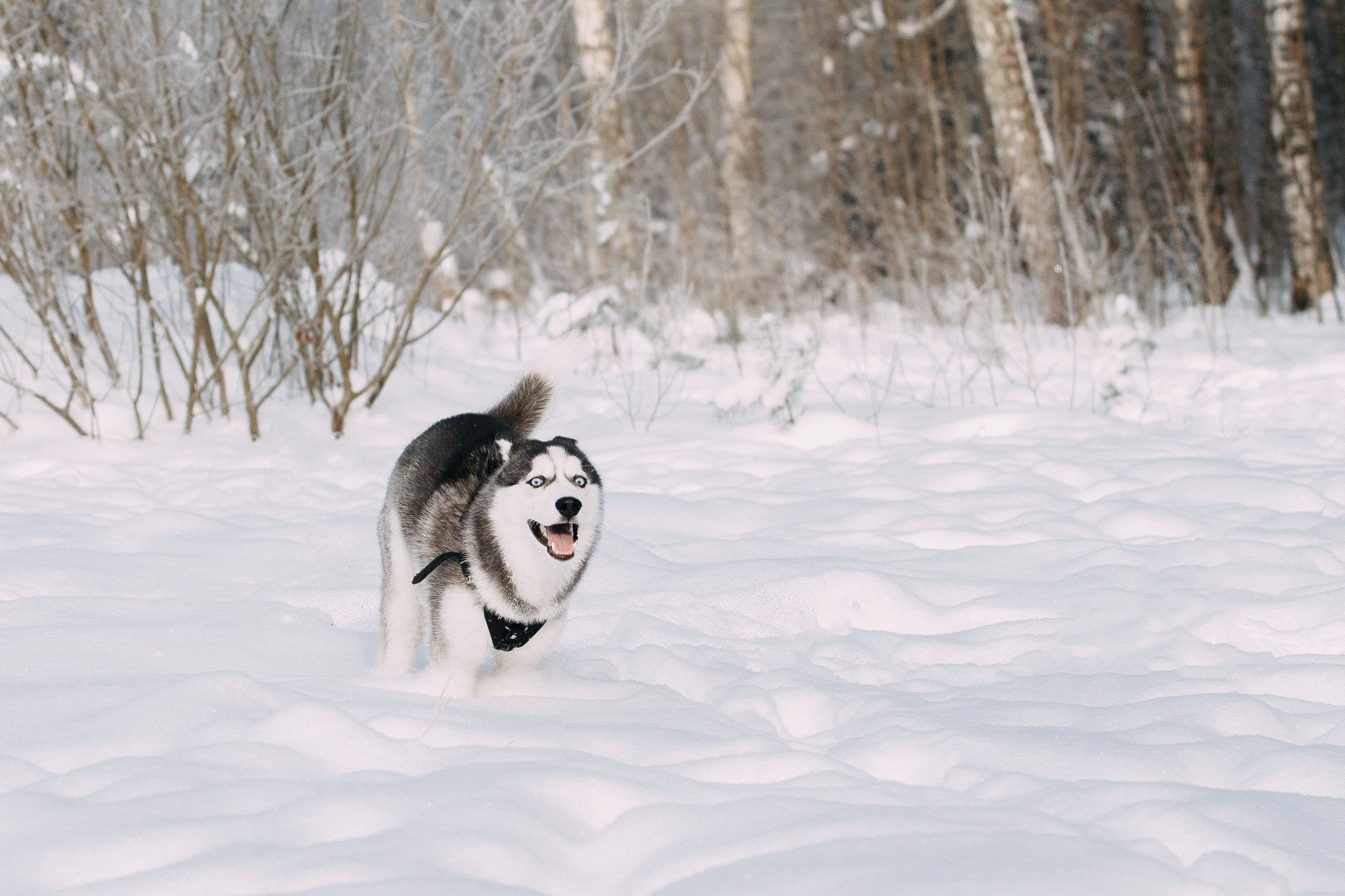 Щенок хаски Плуто. Фотограф-анималист Наталия Чистюхина в г. Сосновый Бор и ЛО