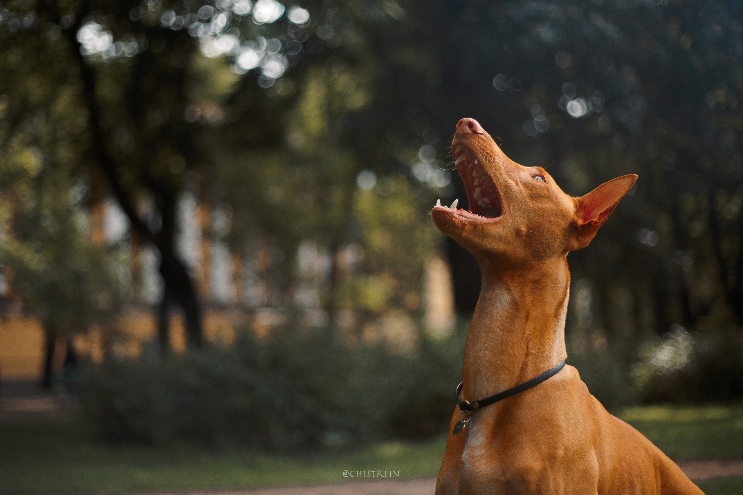 Арина и Гриффин в центре Питера. Фотограф-анималист Наталия Чистюхина в г. Сосновый Бор и ЛО