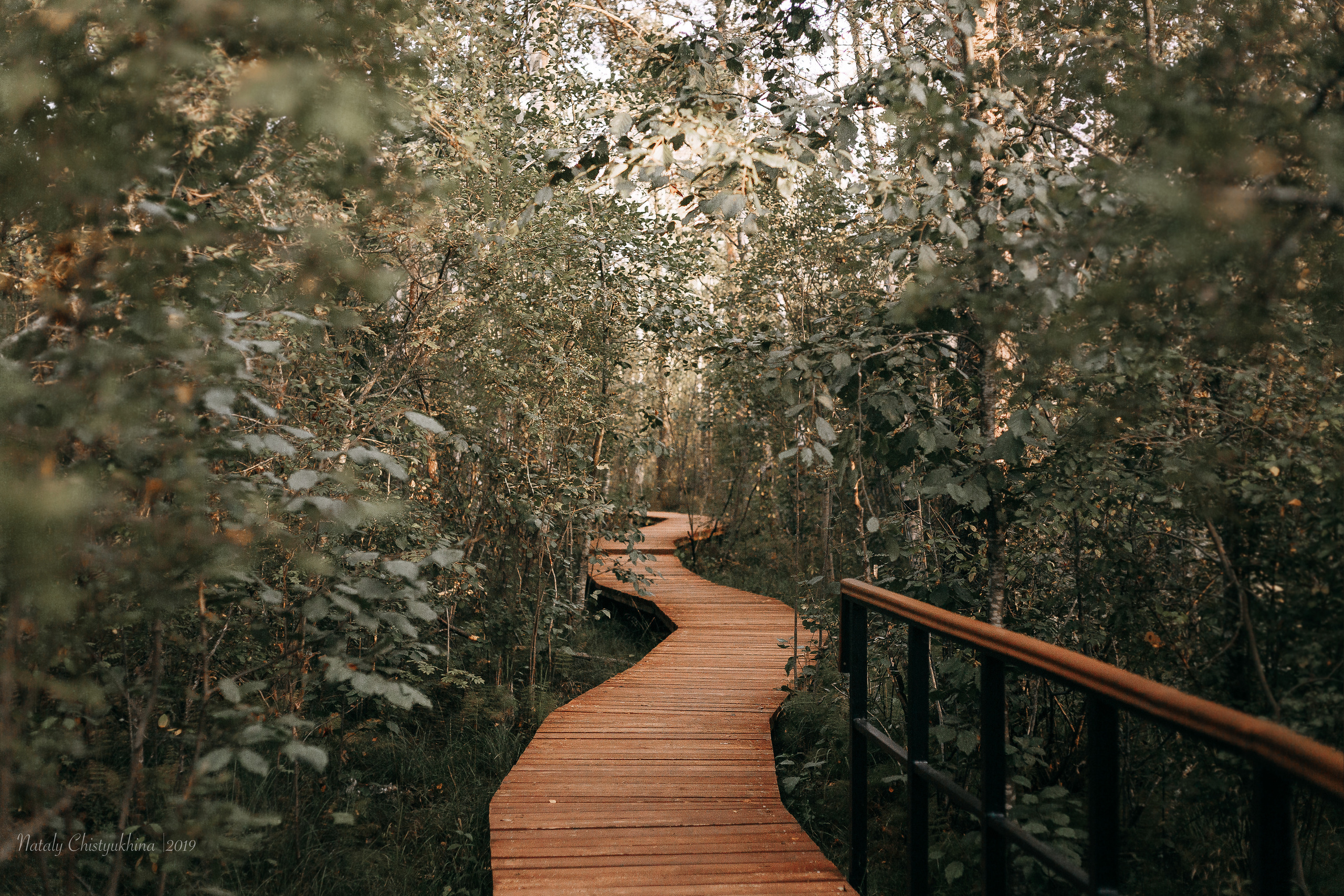 Эко-тропа Сестрорецкое болото. Фотограф-анималист Наталия Чистюхина в г. Сосновый Бор и ЛО