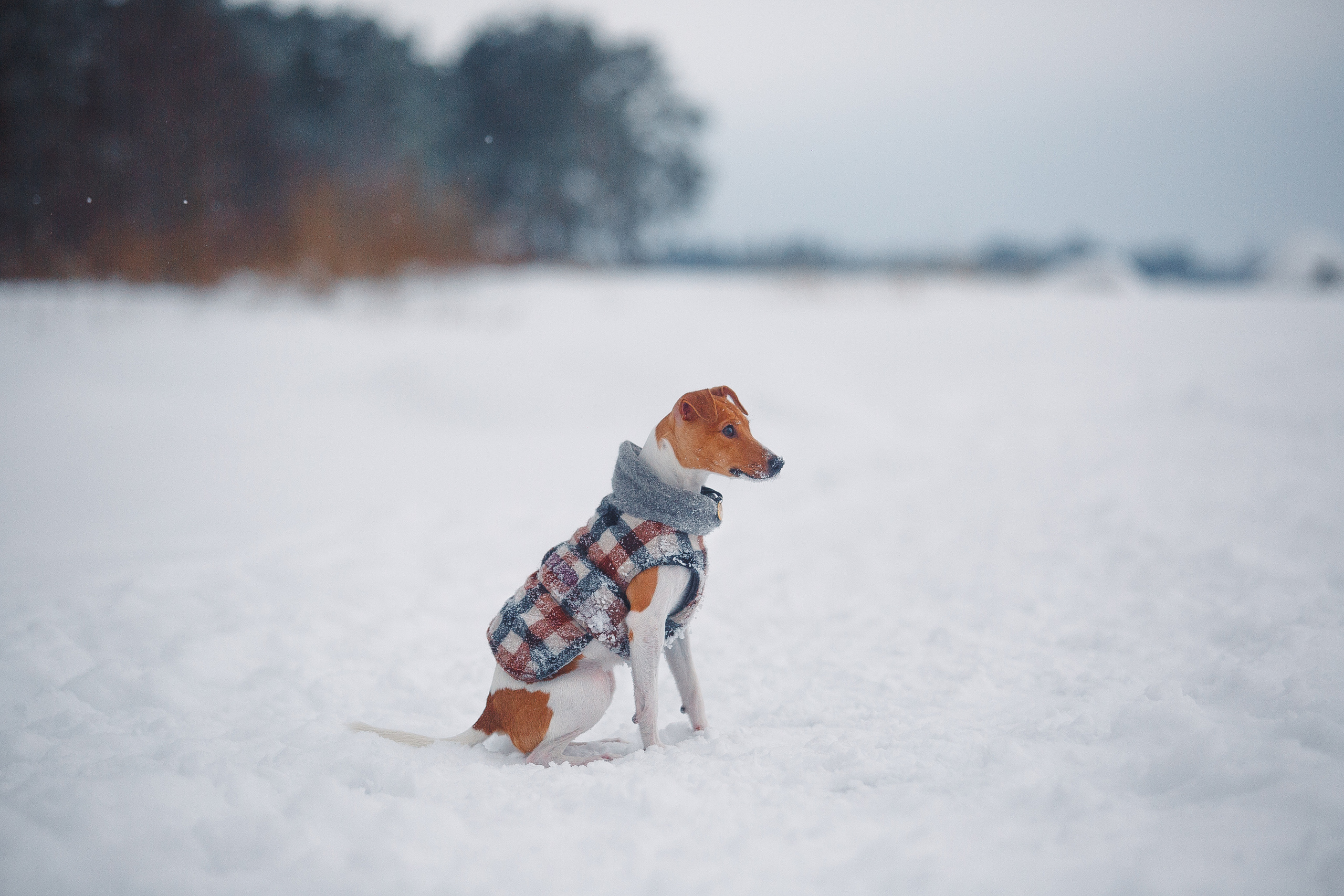 Дана, Варя, Анфиса и Миша в Ручьях. Фотограф-анималист Наталия Чистюхина в г. Сосновый Бор и ЛО