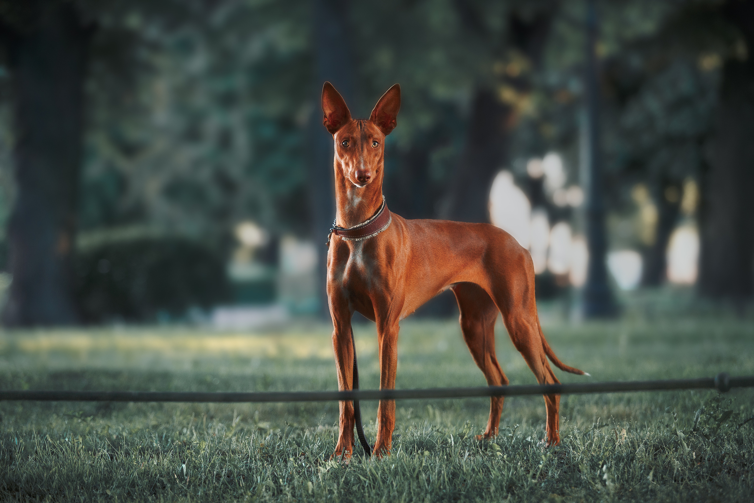 Оля и Шила в центре. Фотограф-анималист Наталия Чистюхина в г. Сосновый Бор и ЛО