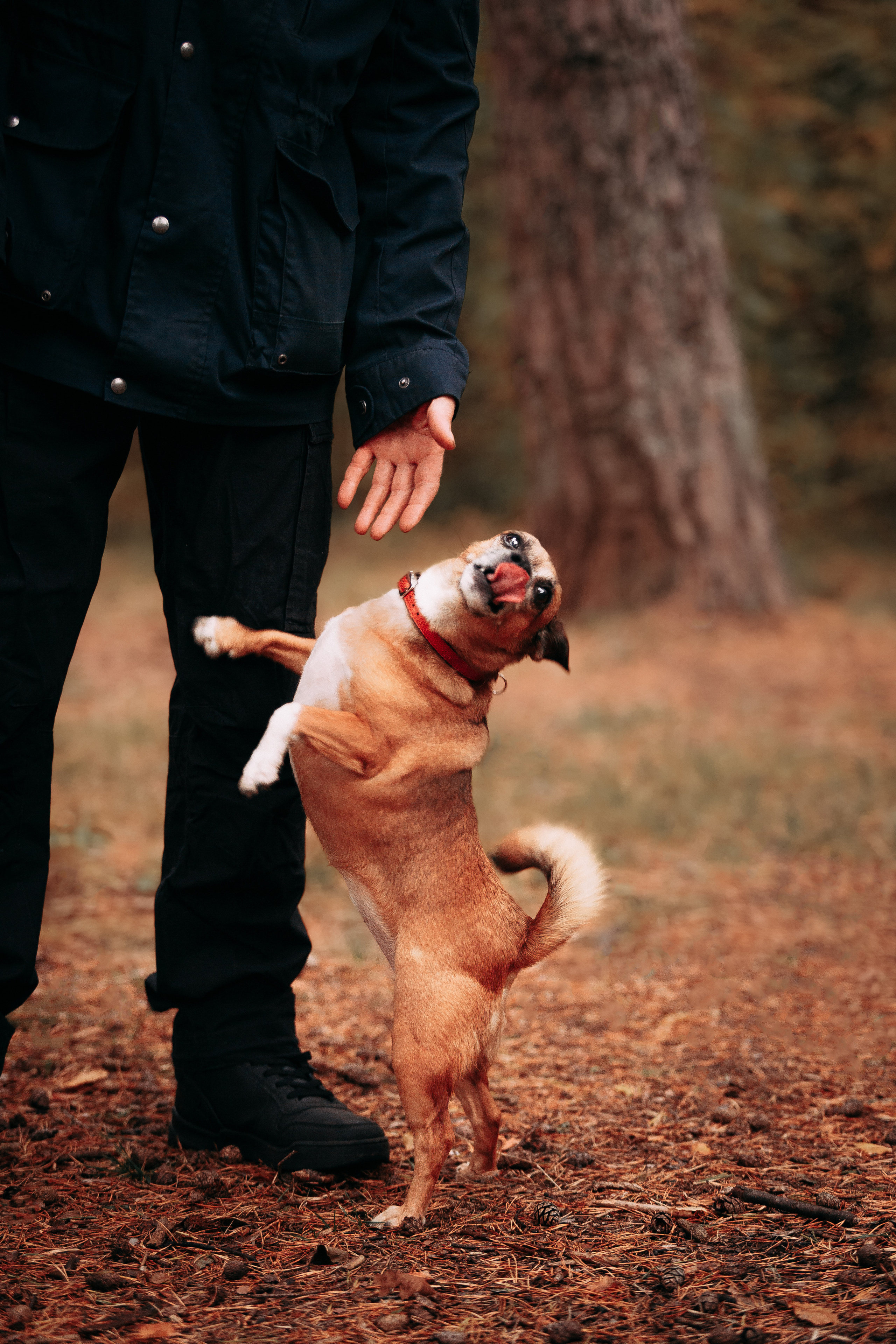 Осенний лес в Сосновом Бору. Фотограф-анималист Наталия Чистюхина в г. Сосновый Бор и ЛО