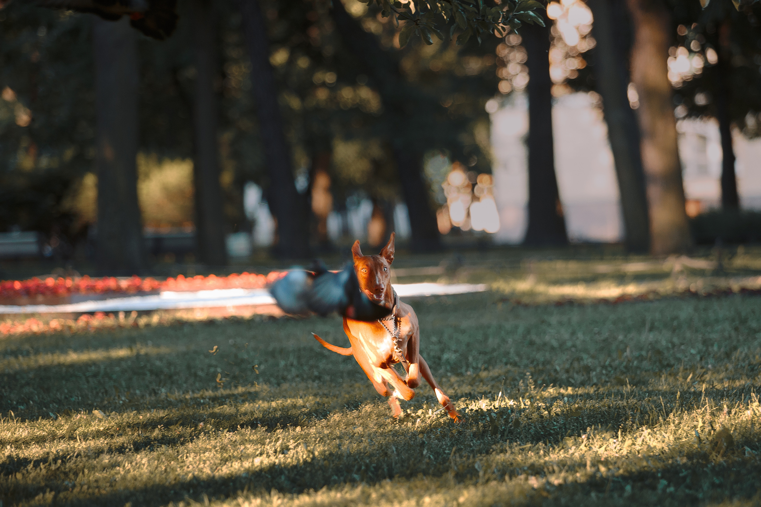 Оля и Шила в центре. Фотограф-анималист Наталия Чистюхина в г. Сосновый Бор и ЛО