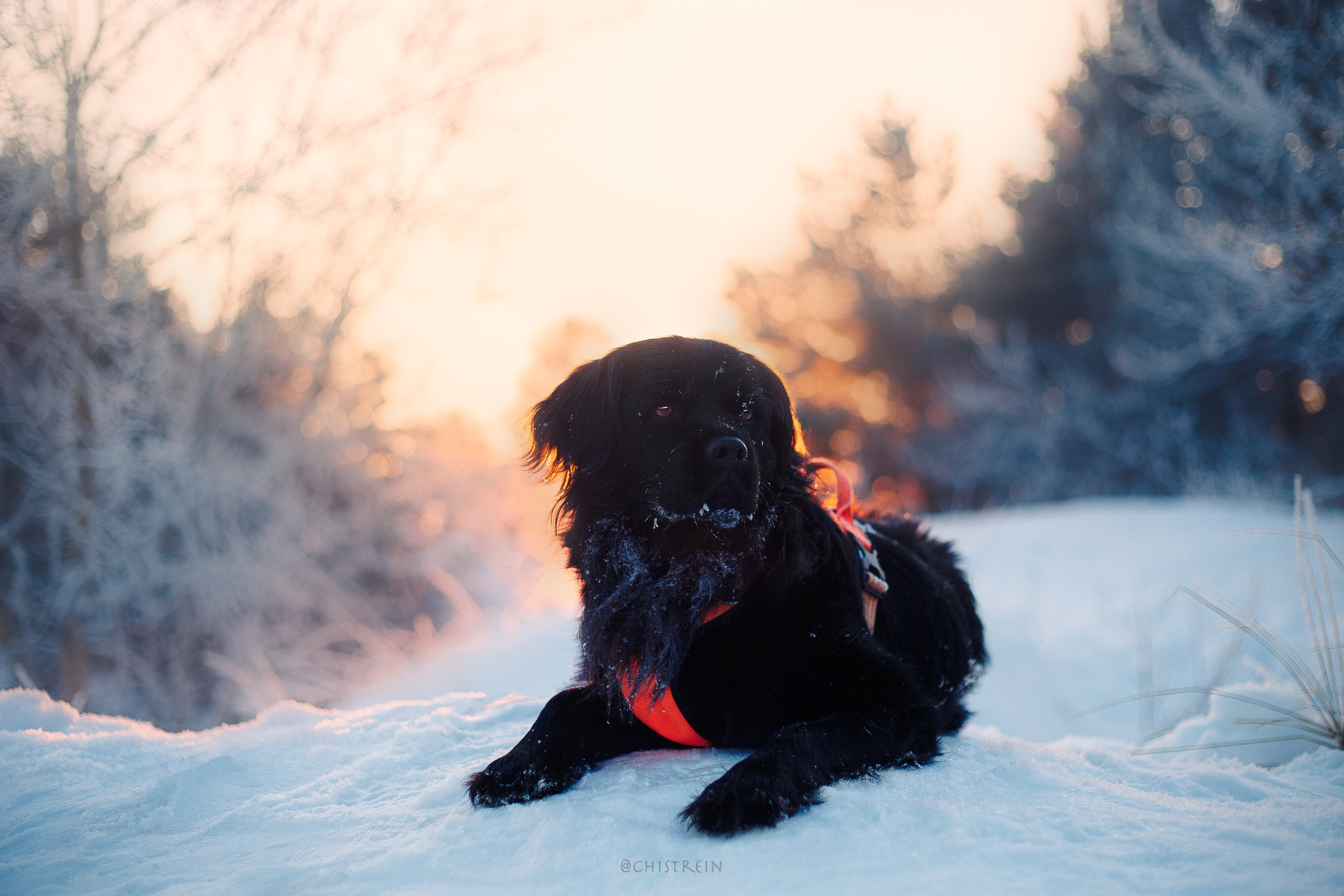 Модя. Закат на Финском заливе. Фотограф-анималист Наталия Чистюхина в г. Сосновый Бор и ЛО
