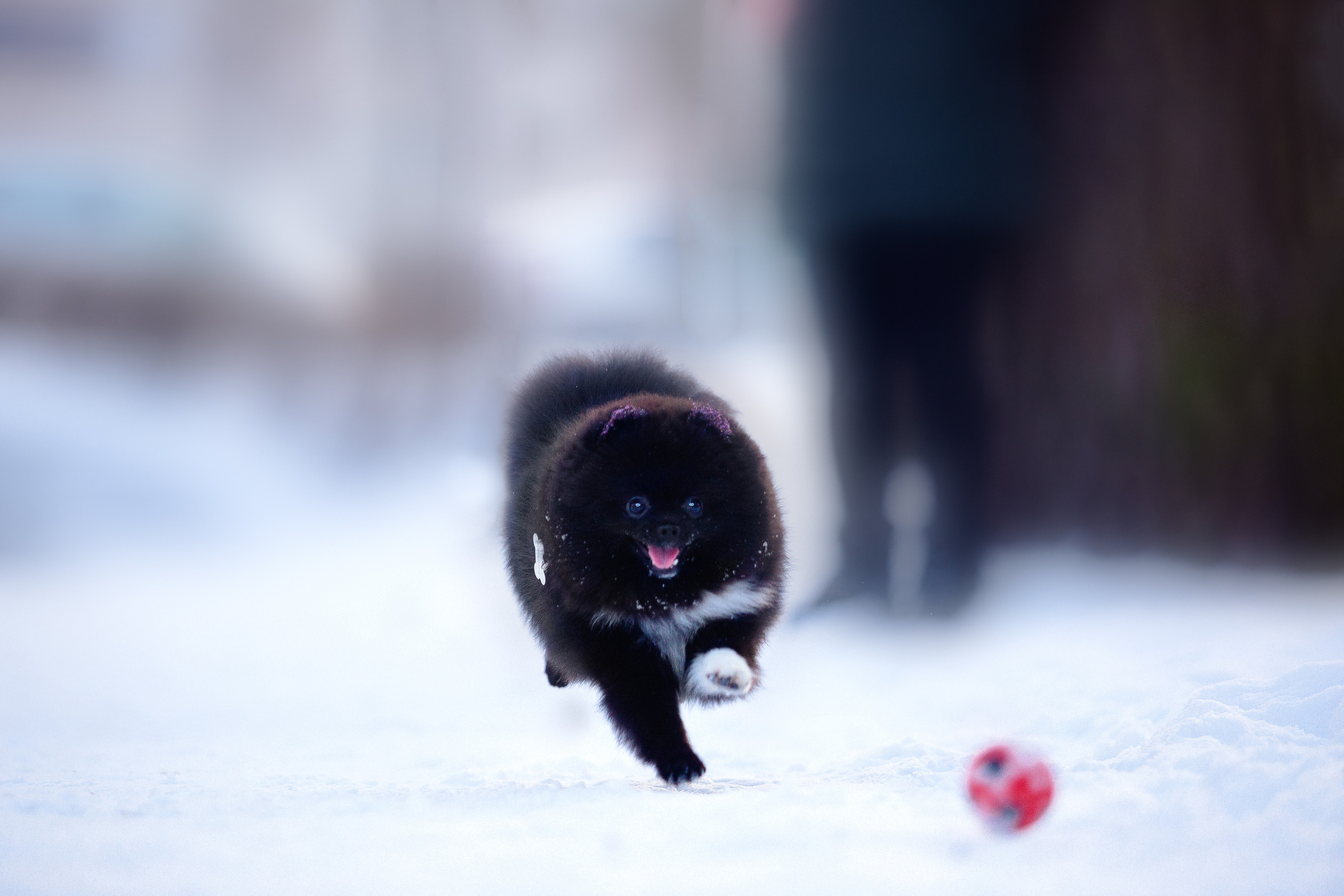 Шпиц Моника. Фотограф-анималист Наталия Чистюхина в г. Сосновый Бор и ЛО