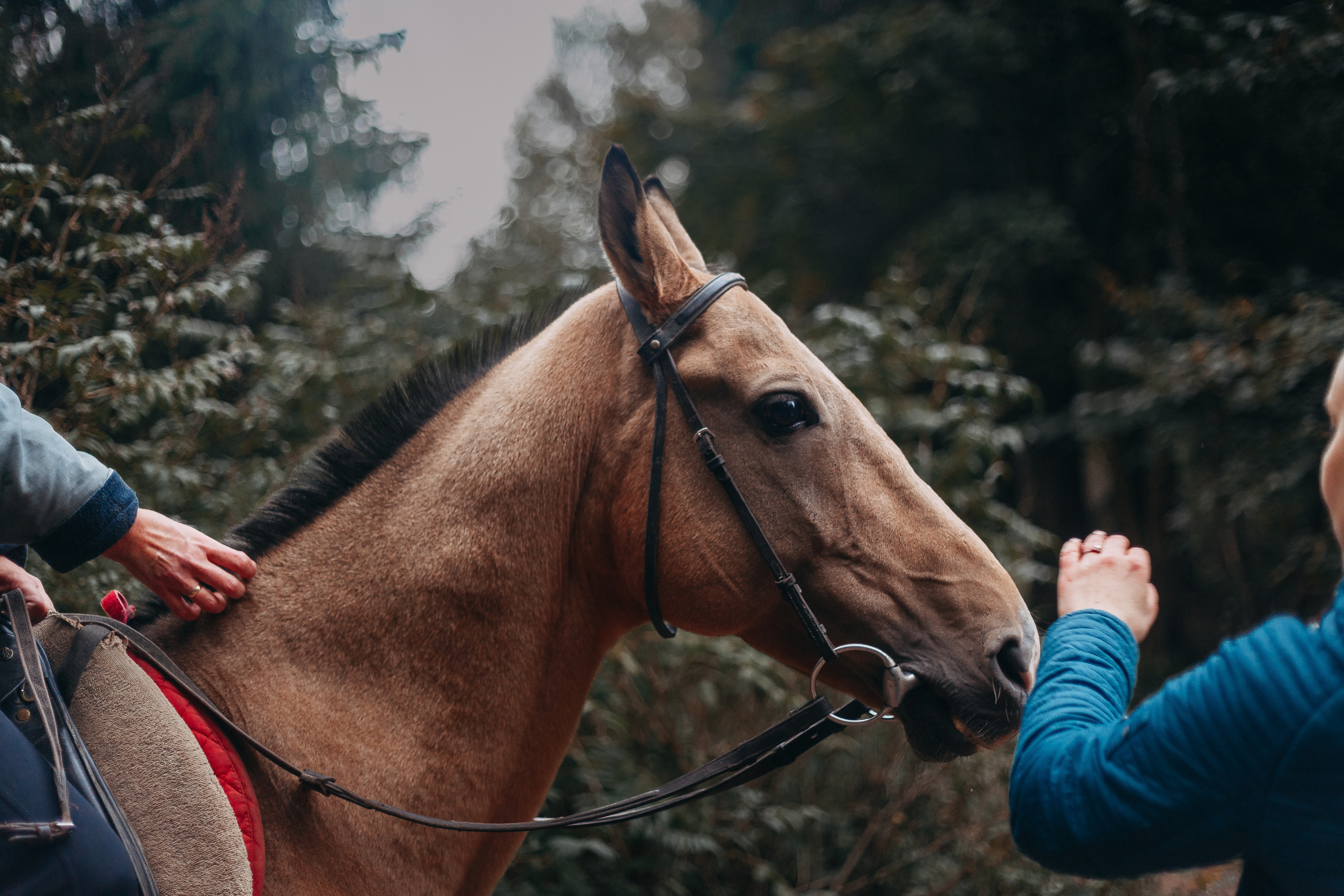 Шуваловский парк. Фотограф-анималист Наталия Чистюхина в г. Сосновый Бор и ЛО