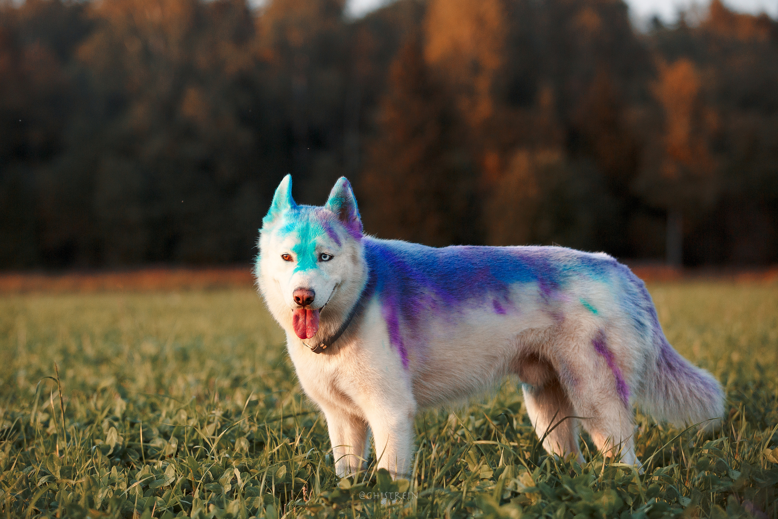 Хаски Гару и холи. Фотограф-анималист Наталия Чистюхина в г. Сосновый Бор и ЛО