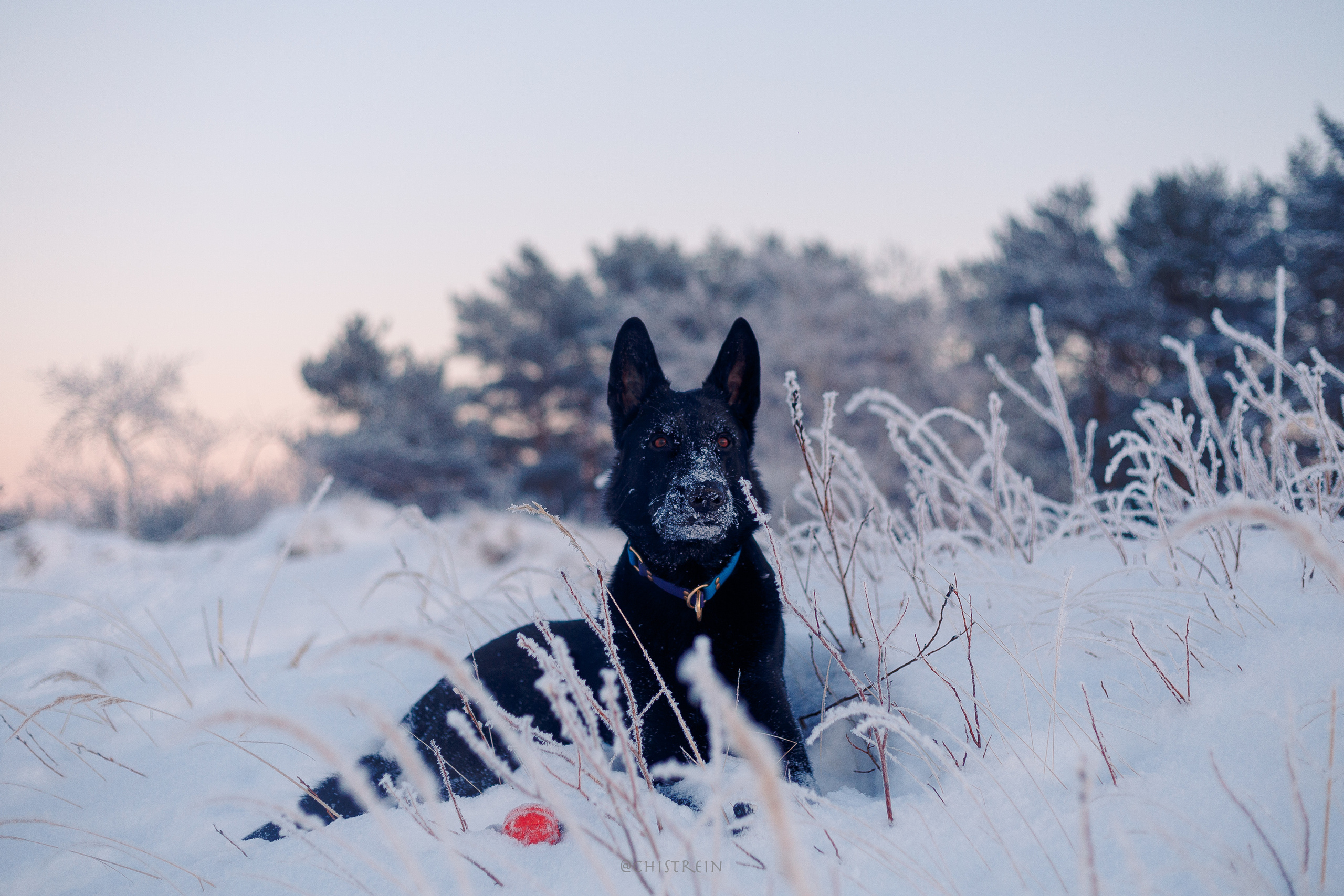 Модя. Закат на Финском заливе. Фотограф-анималист Наталия Чистюхина в г. Сосновый Бор и ЛО