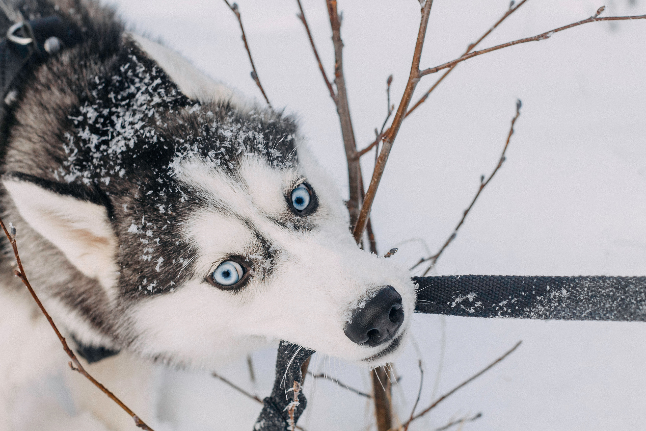 Щенок хаски Плуто. Фотограф-анималист Наталия Чистюхина в г. Сосновый Бор и ЛО