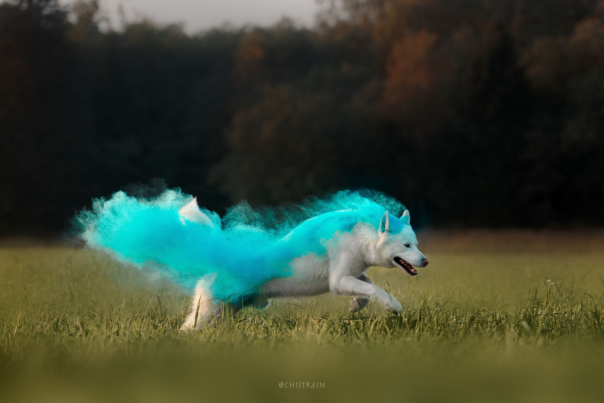 Хаски Гару и холи. Фотограф-анималист Наталия Чистюхина в г. Сосновый Бор и ЛО