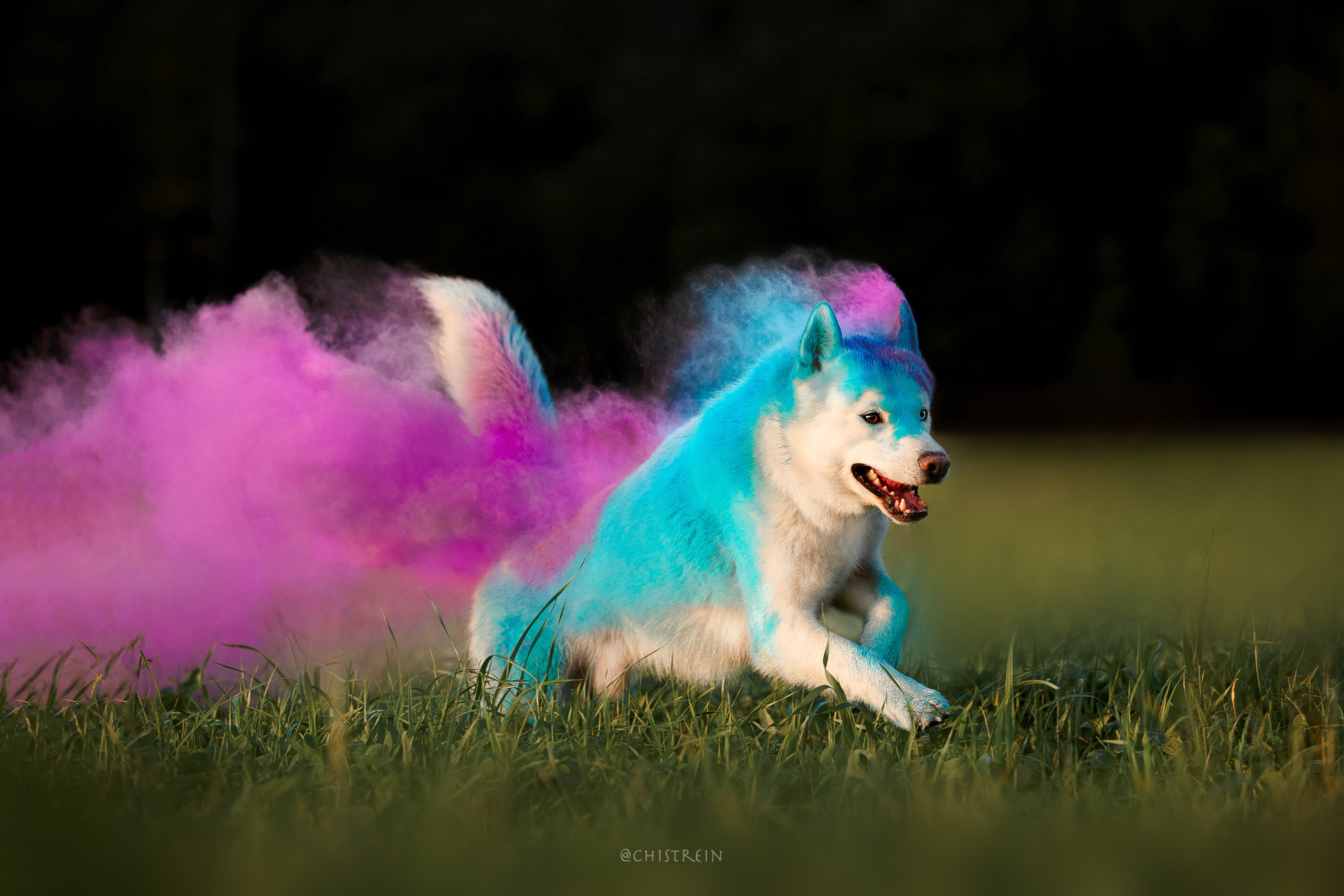 Хаски Гару и холи. Фотограф-анималист Наталия Чистюхина в г. Сосновый Бор и ЛО