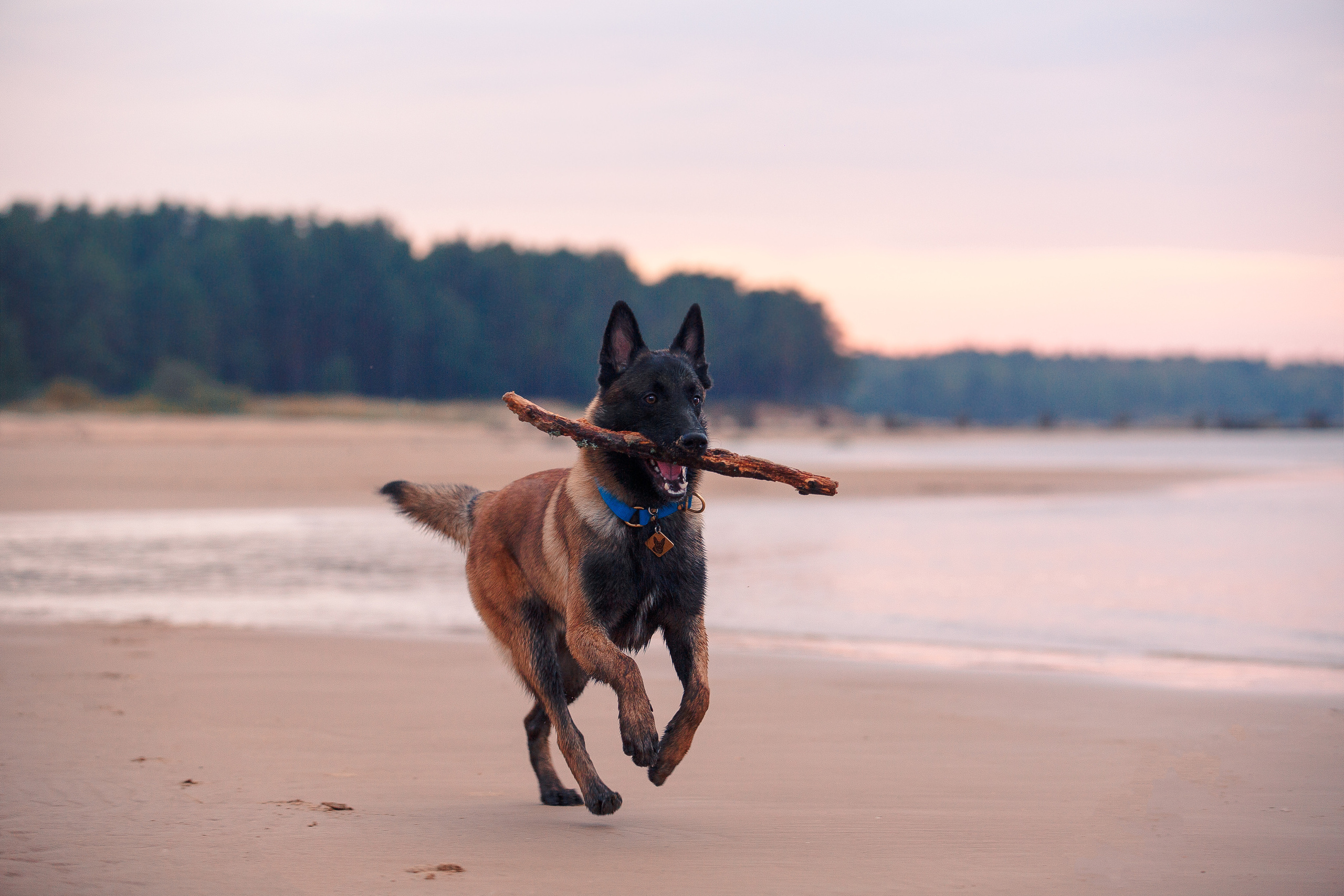 Закат на Финском заливе. Фотограф-анималист Наталия Чистюхина в г. Сосновый Бор и ЛО