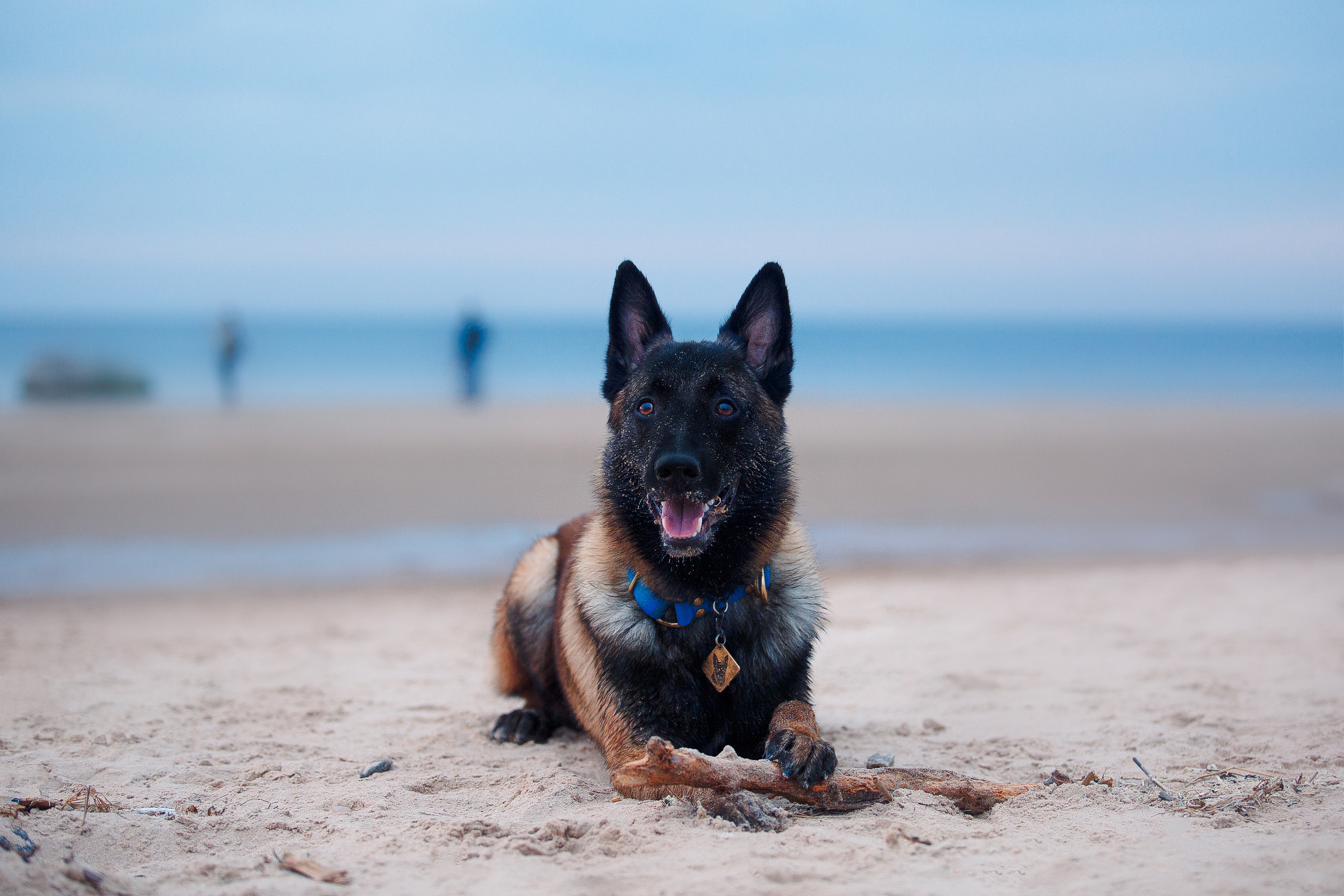 Закат на Финском заливе. Фотограф-анималист Наталия Чистюхина в г. Сосновый Бор и ЛО