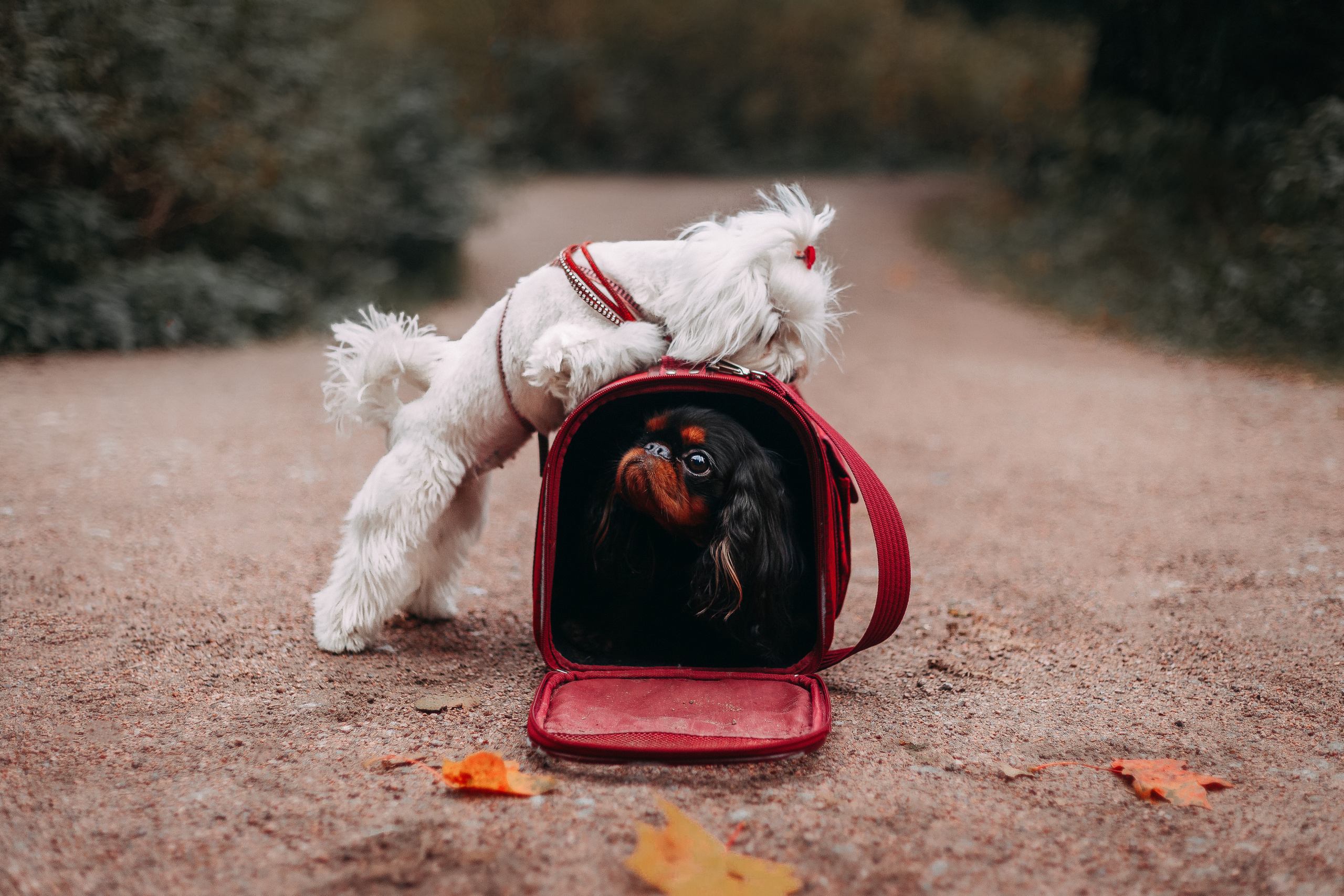 Шуваловский парк. Фотограф-анималист Наталия Чистюхина в г. Сосновый Бор и ЛО