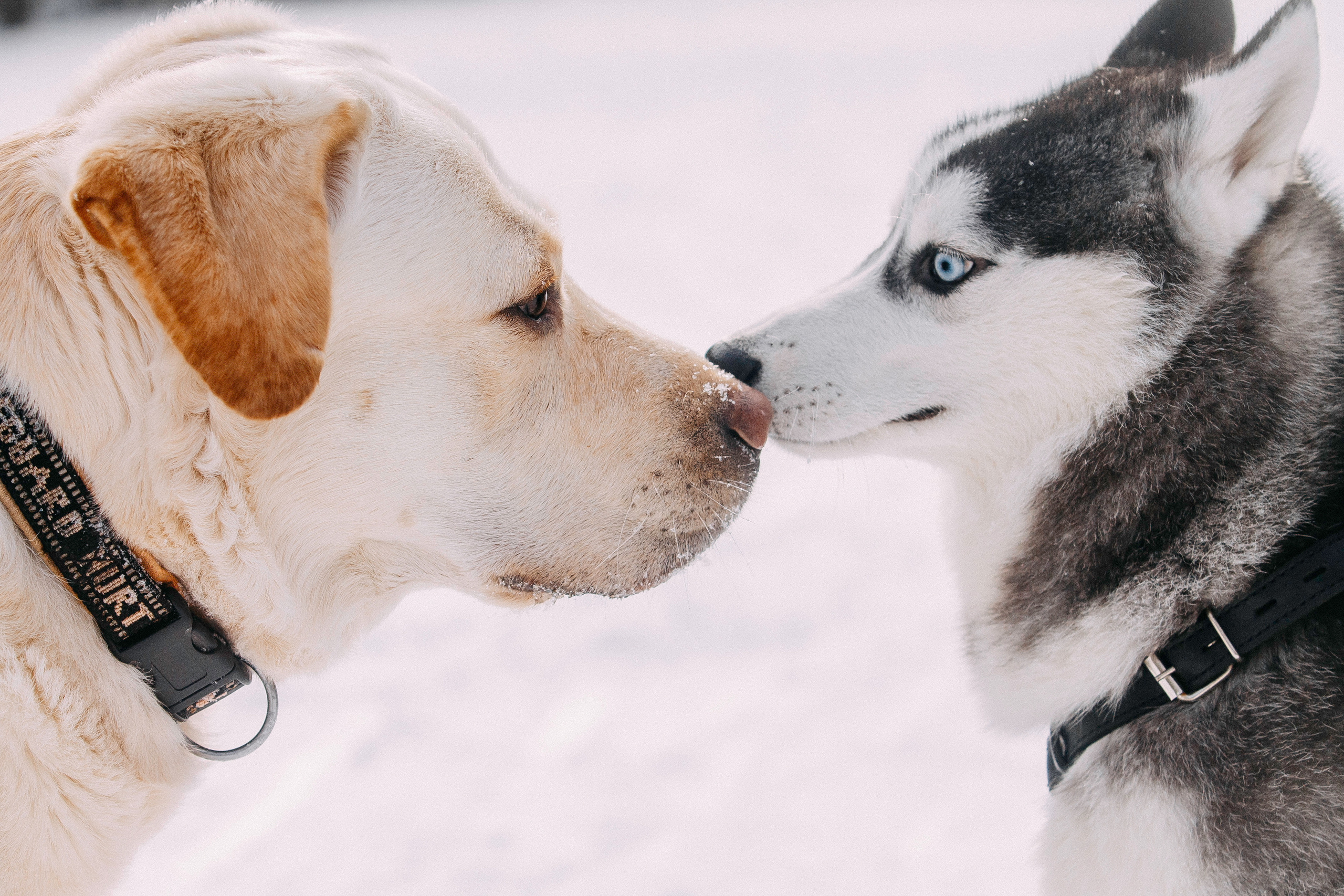 Щенок хаски Плуто. Фотограф-анималист Наталия Чистюхина в г. Сосновый Бор и ЛО