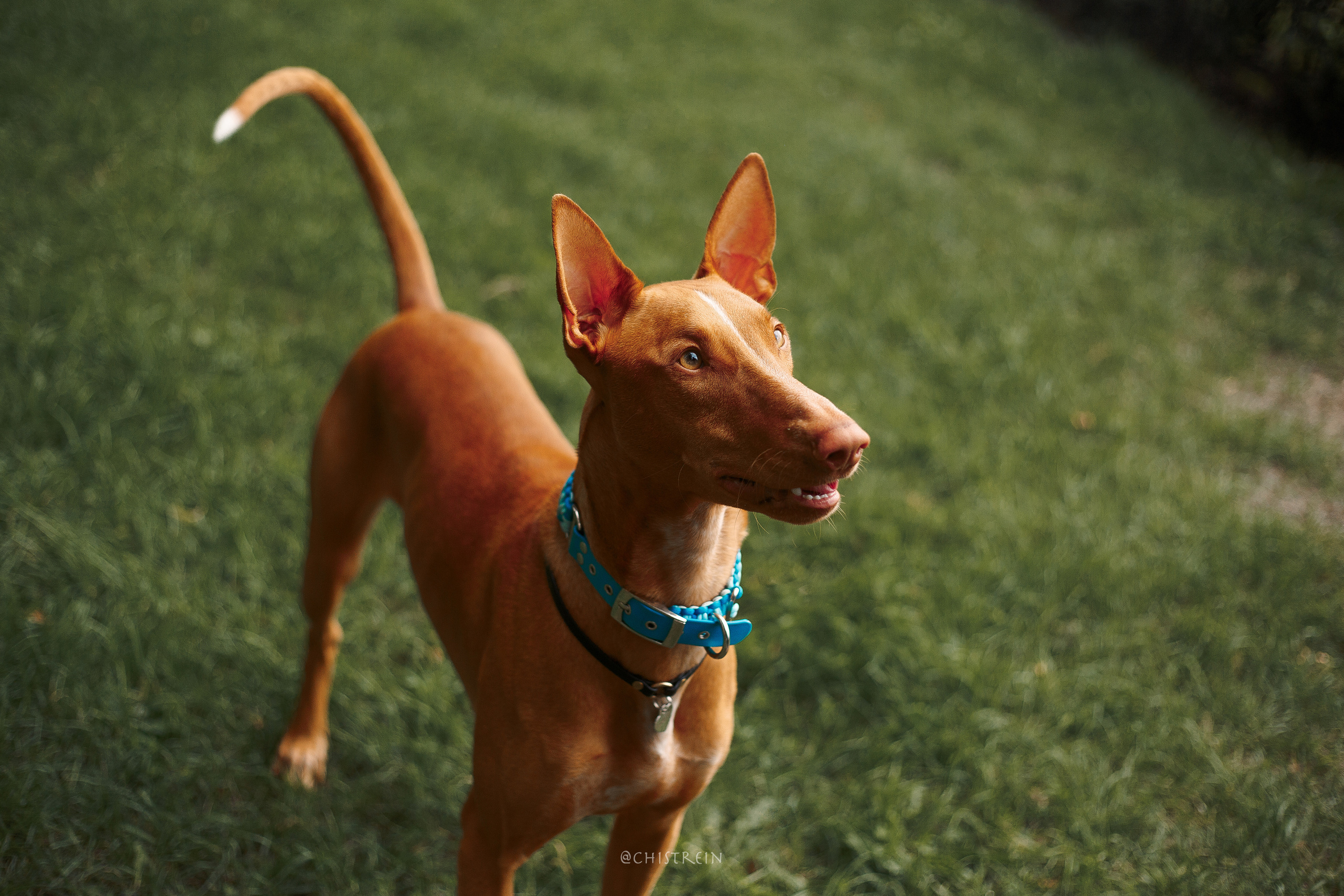 Арина и Гриффин в центре Питера. Фотограф-анималист Наталия Чистюхина в г. Сосновый Бор и ЛО